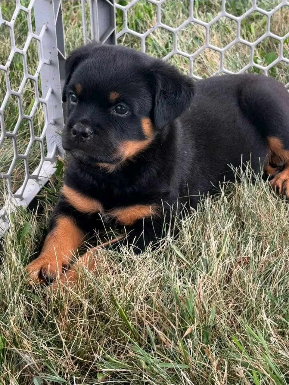 11-Week-Old Rottweiler Puppies image 2