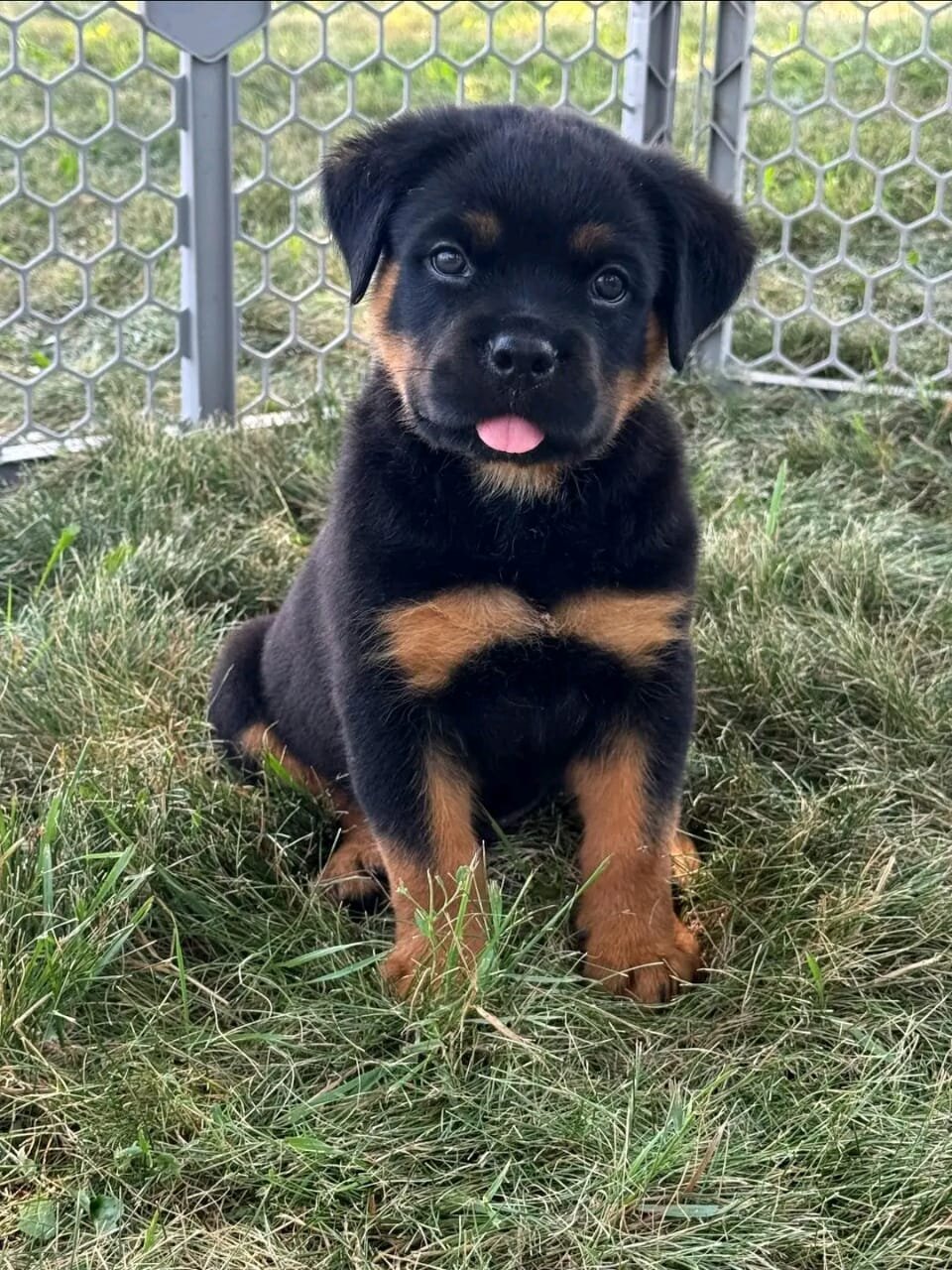 11-Week-Old Rottweiler Puppies image 4