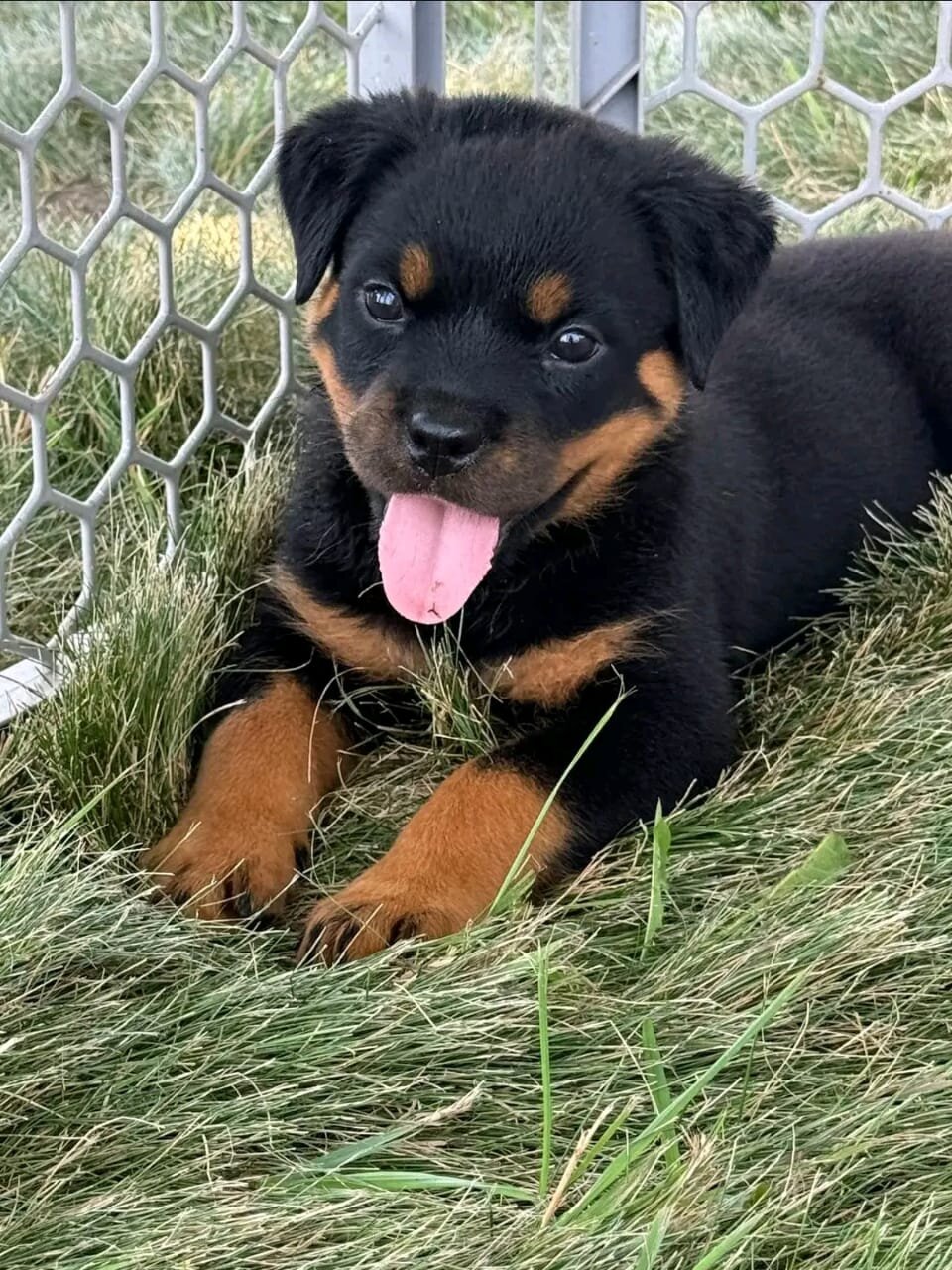 11-Week-Old Rottweiler Puppies image 3