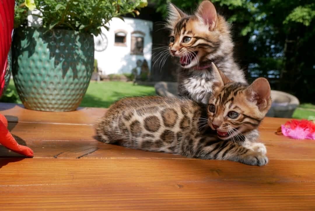 Meet Our Beautiful 3-Month-Old Bengal Kittens image 1
