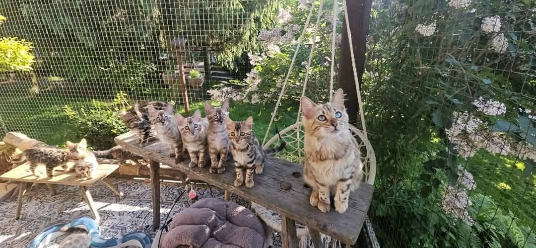 Meet Our Beautiful 3-Month-Old Bengal Kittens image 3