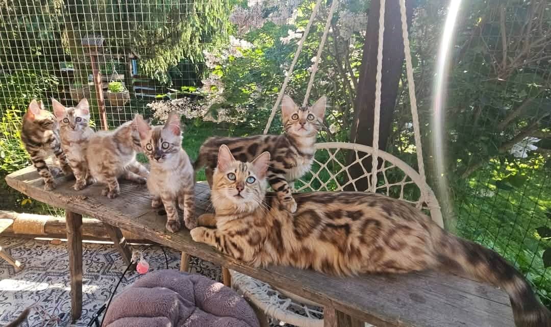 Meet Our Beautiful 3-Month-Old Bengal Kittens image 2