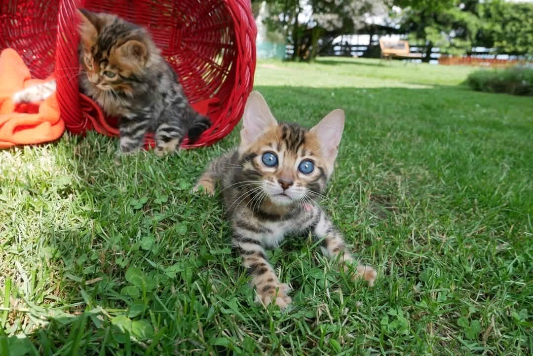 Meet Our Beautiful 3-Month-Old Bengal Kittens image 4