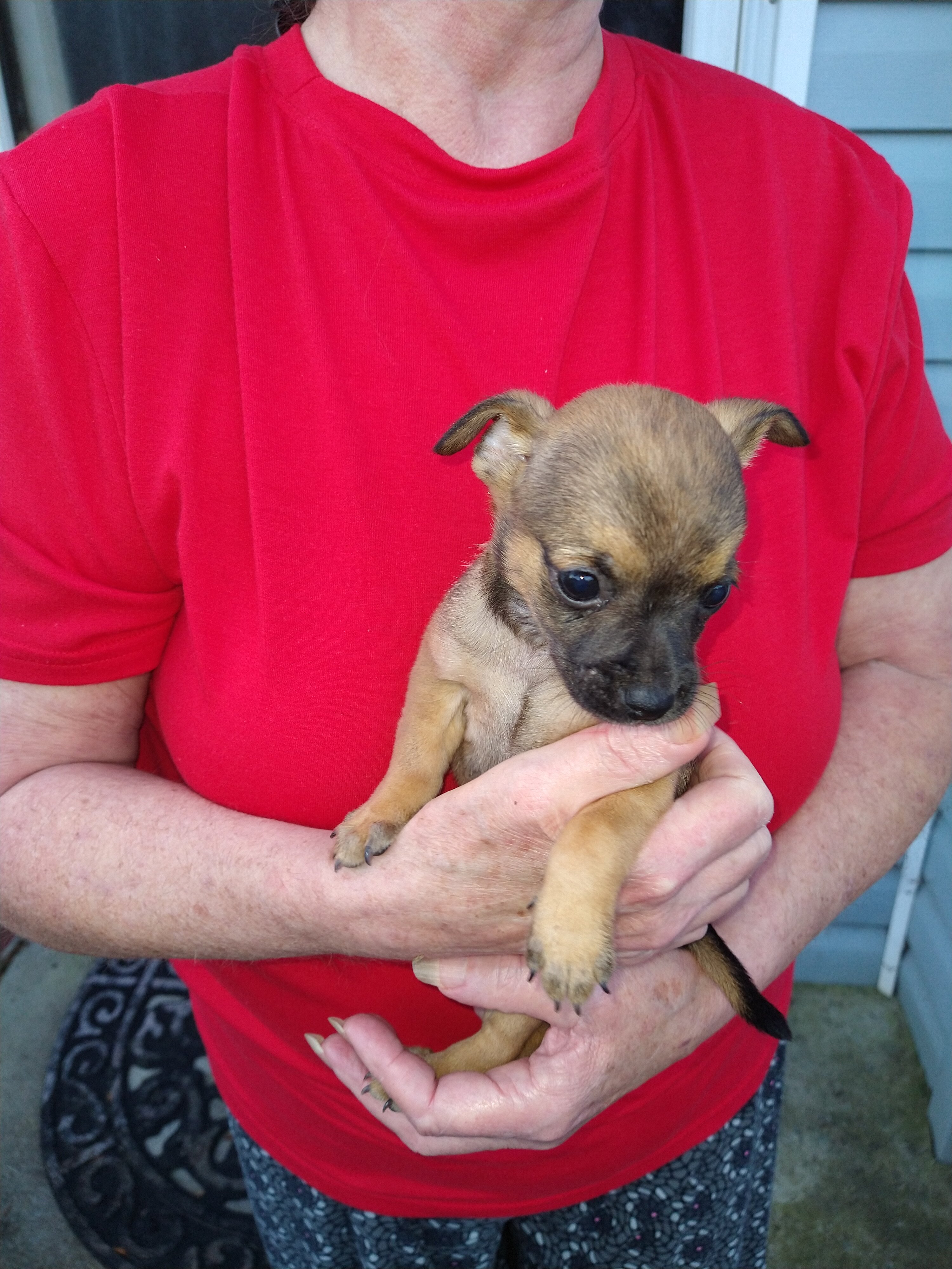 Chihuahua puppy image 4