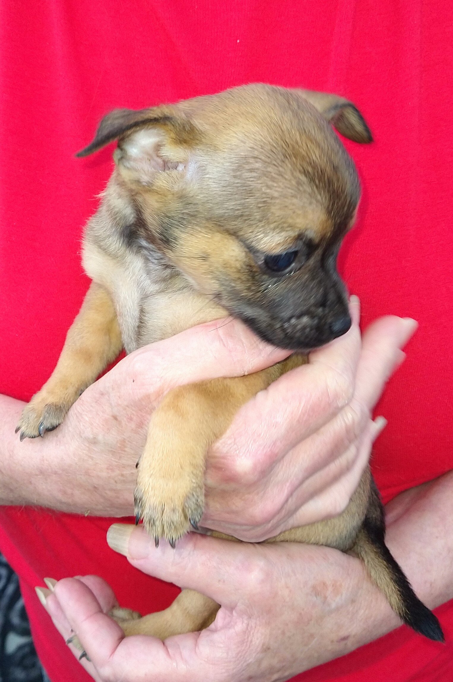 Chihuahua puppy image 3