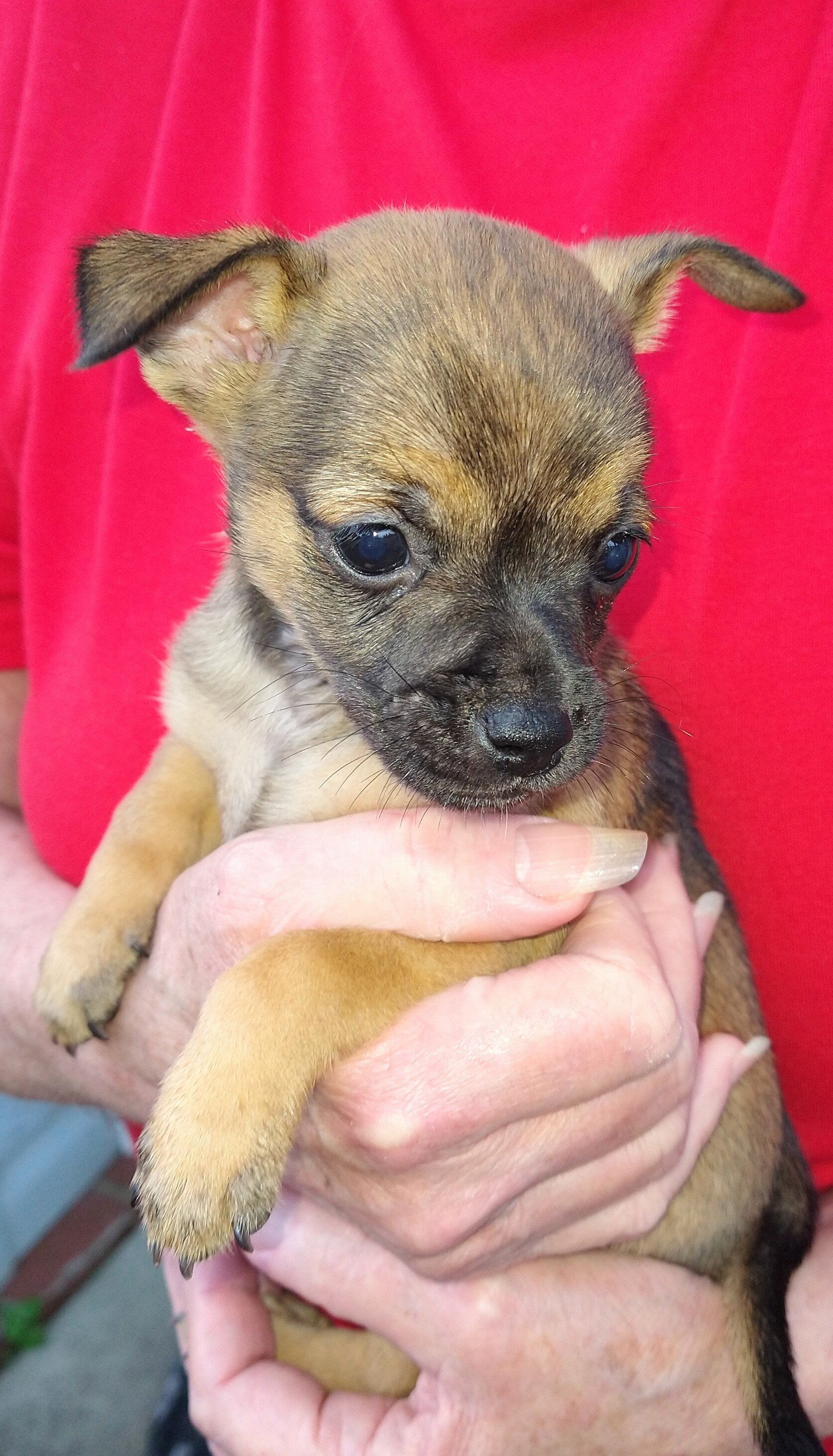 Chihuahua puppy image 1