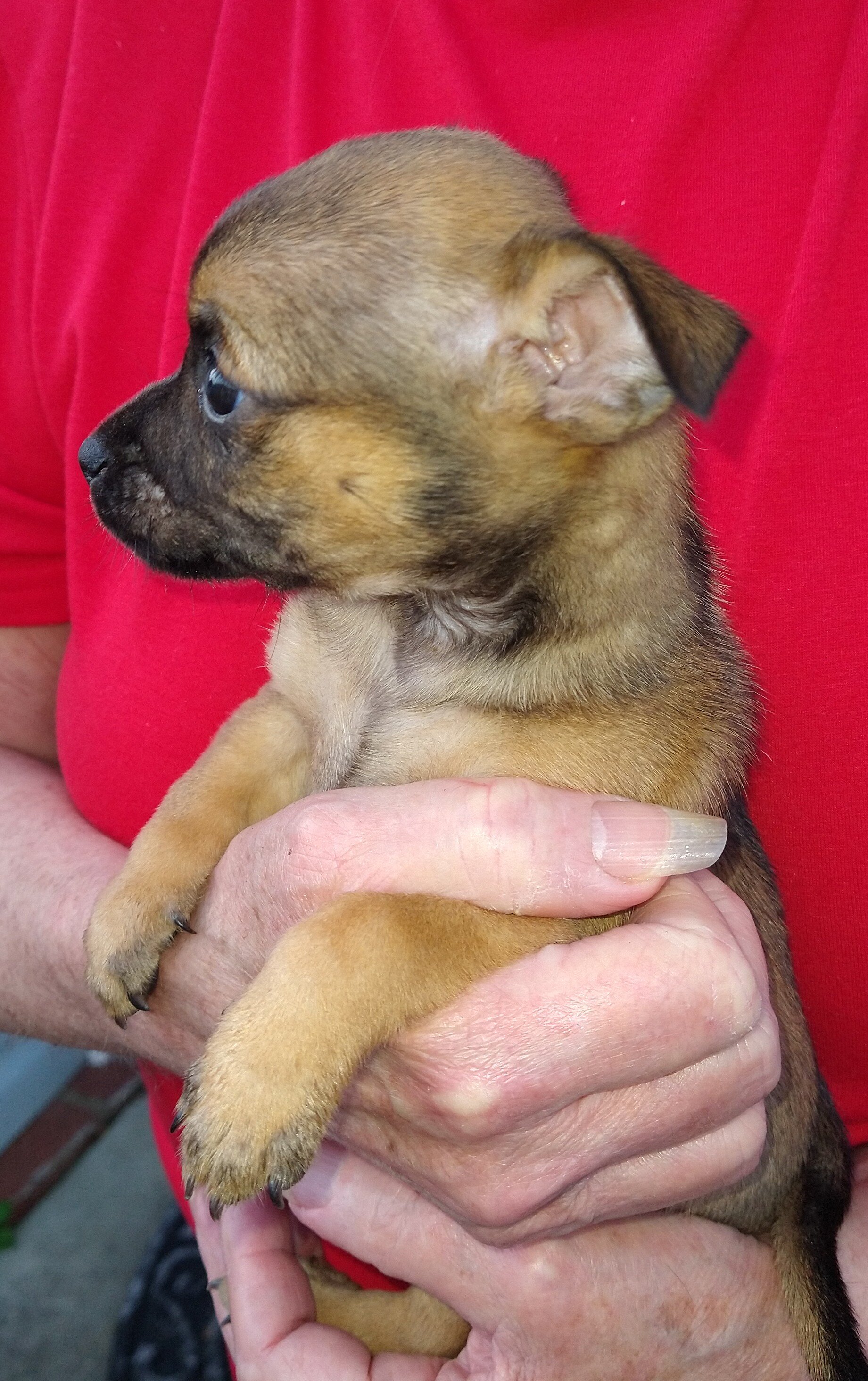 Chihuahua puppy image 2