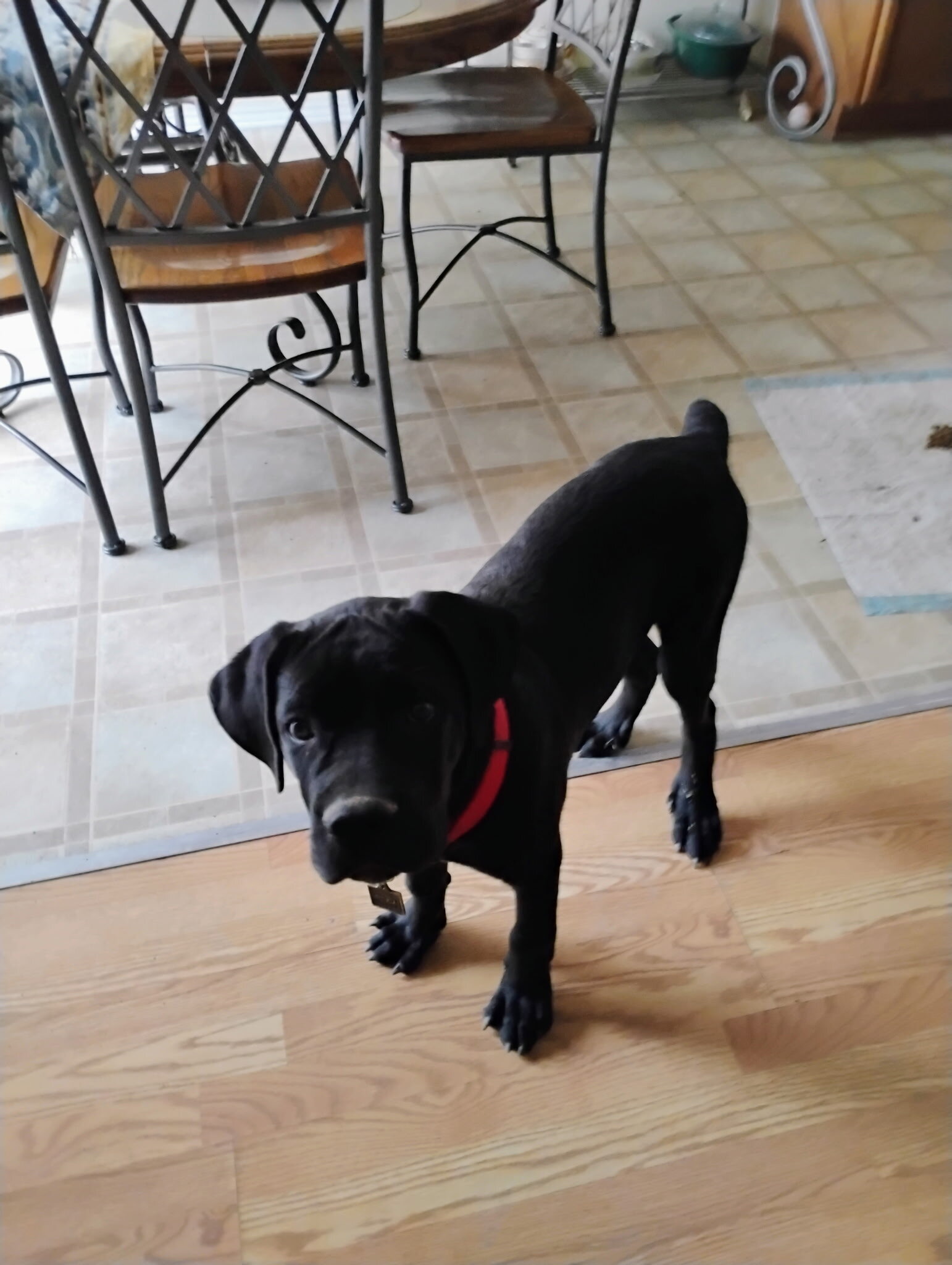 Cane Corso Puppy big baby, playful, friendly image 1