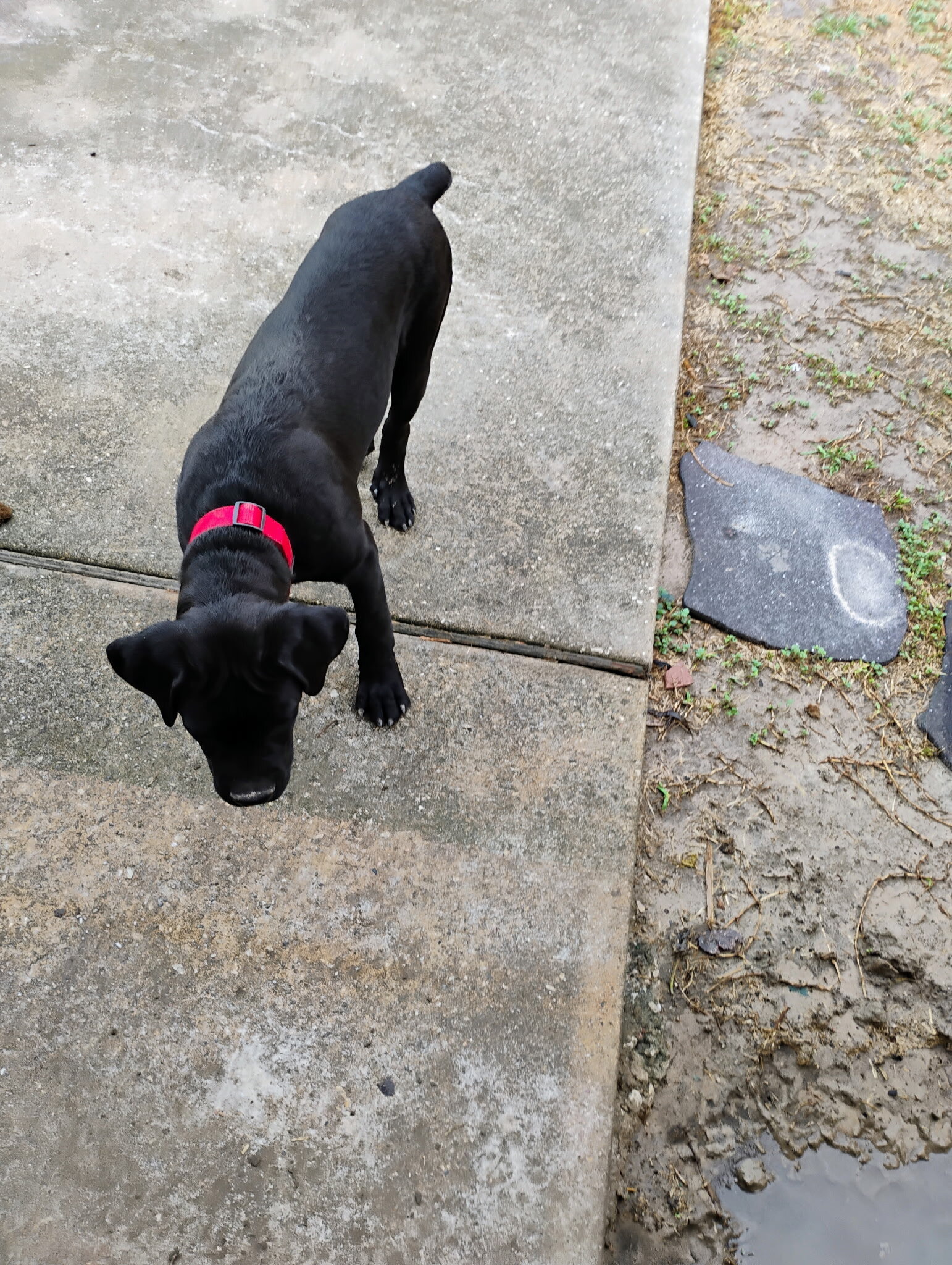 Cane Corso Puppy big baby, playful, friendly image 2