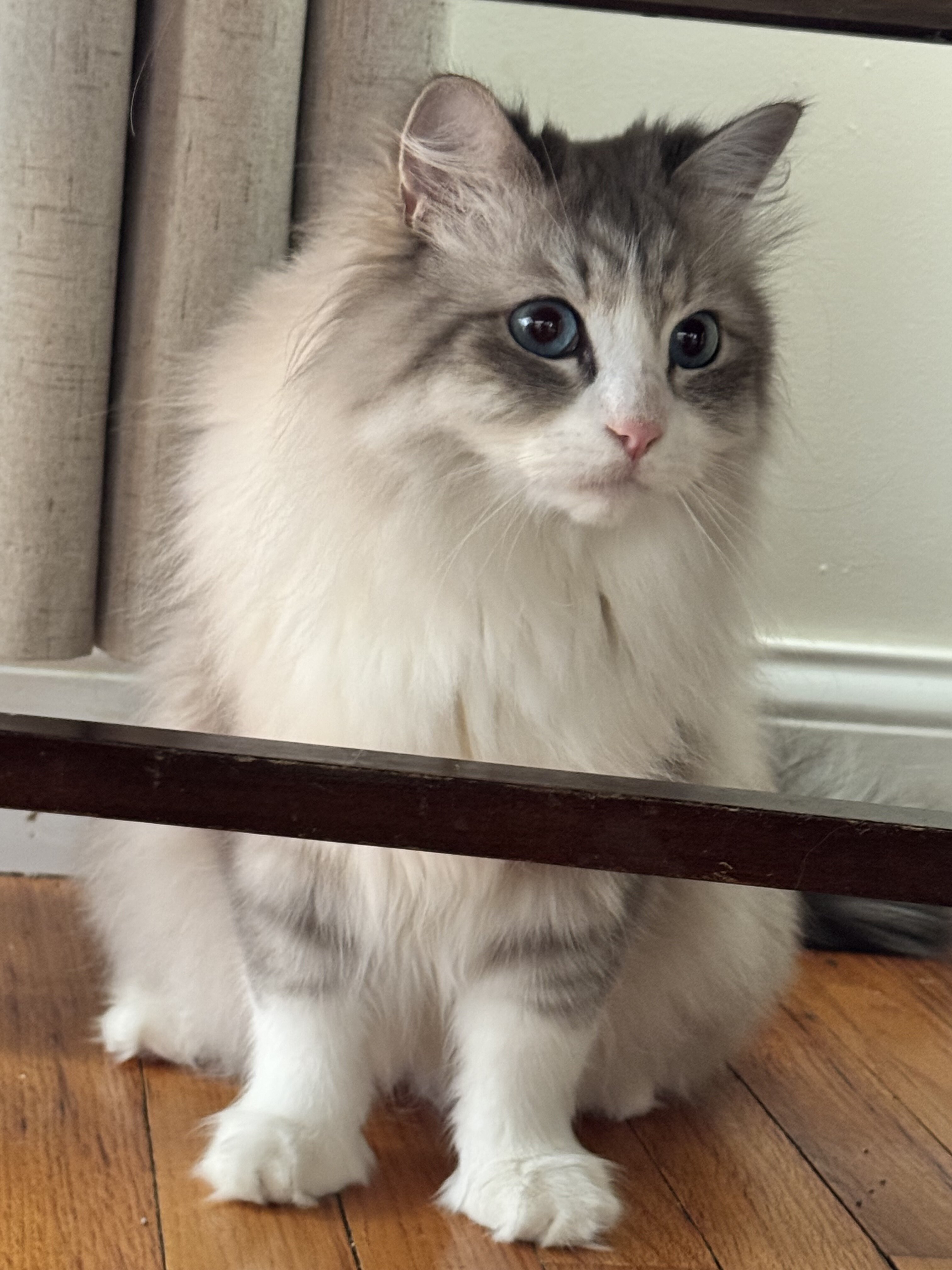 Handsome hypoallergenic Siberian /Neva Masquerade image 2