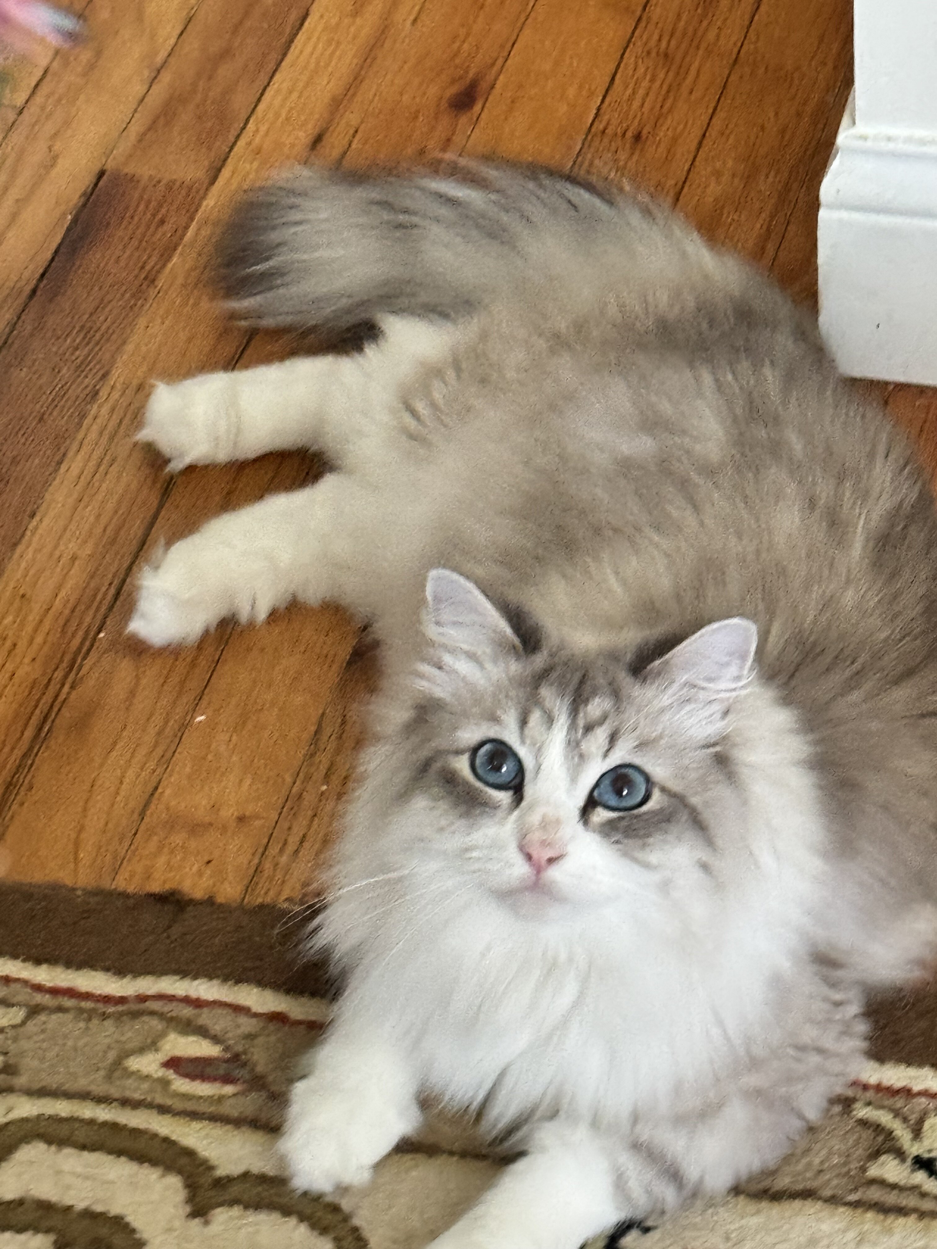 Handsome hypoallergenic Siberian /Neva Masquerade image 1