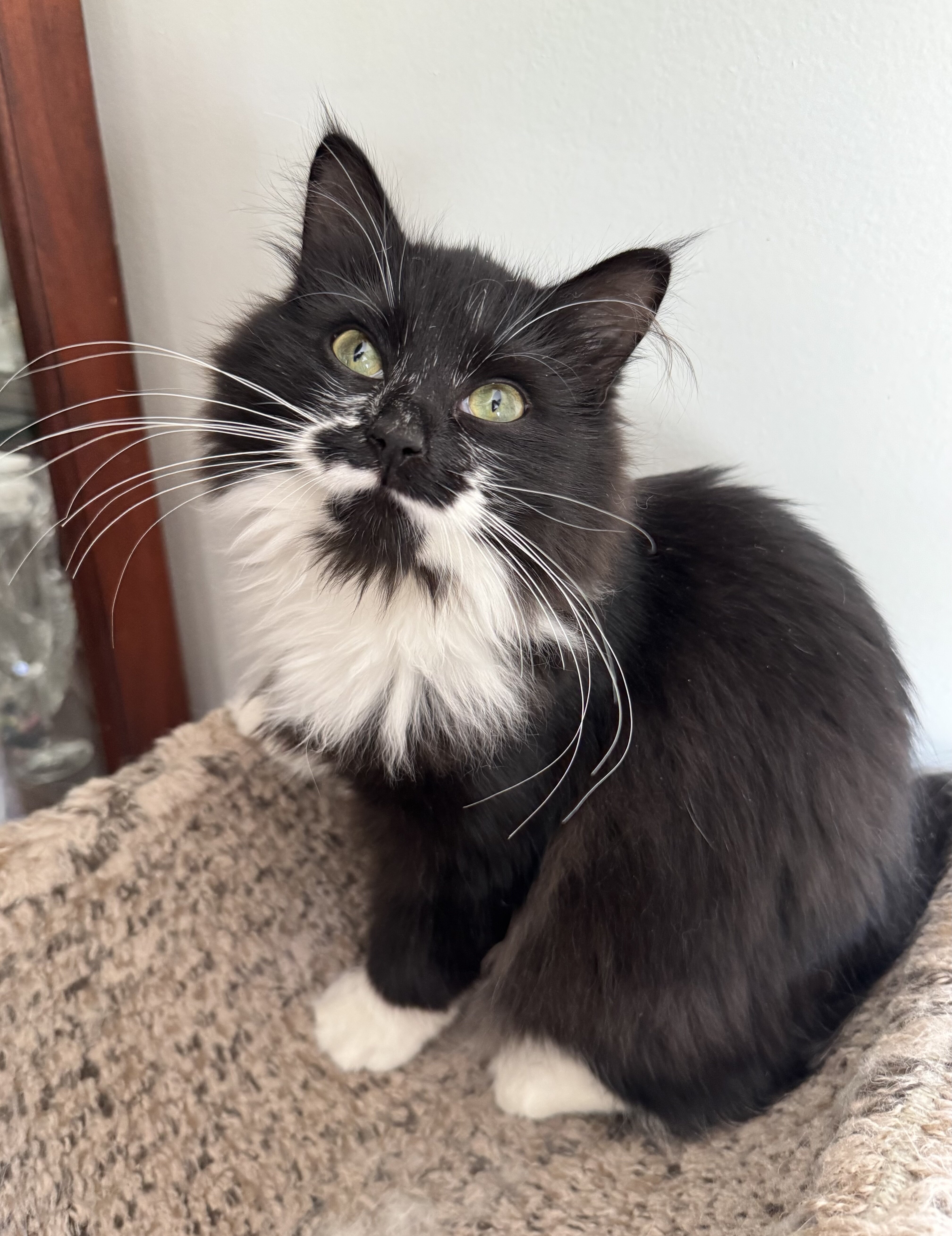 Tuxedo Siberian girl image 1