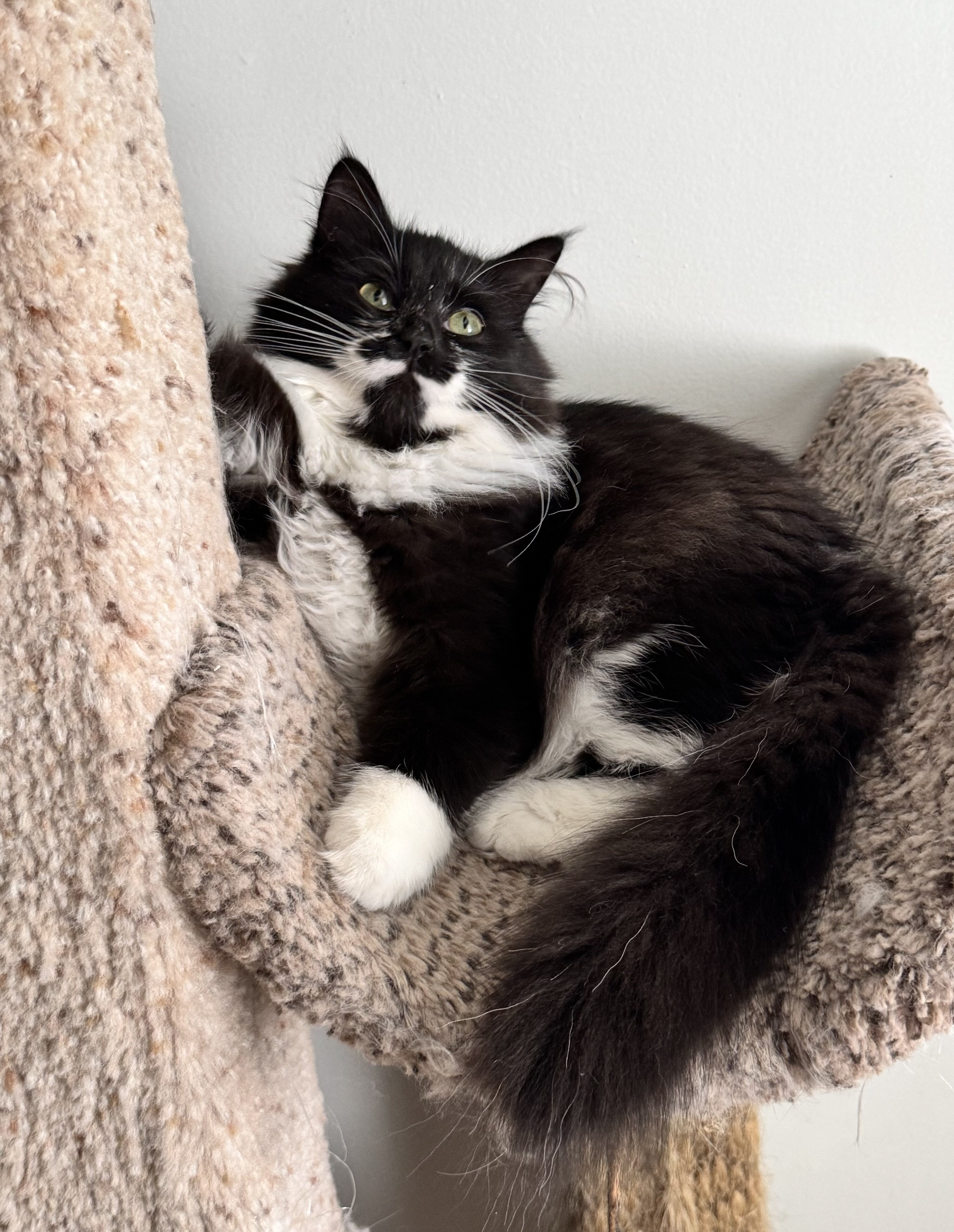 Tuxedo Siberian girl image 2