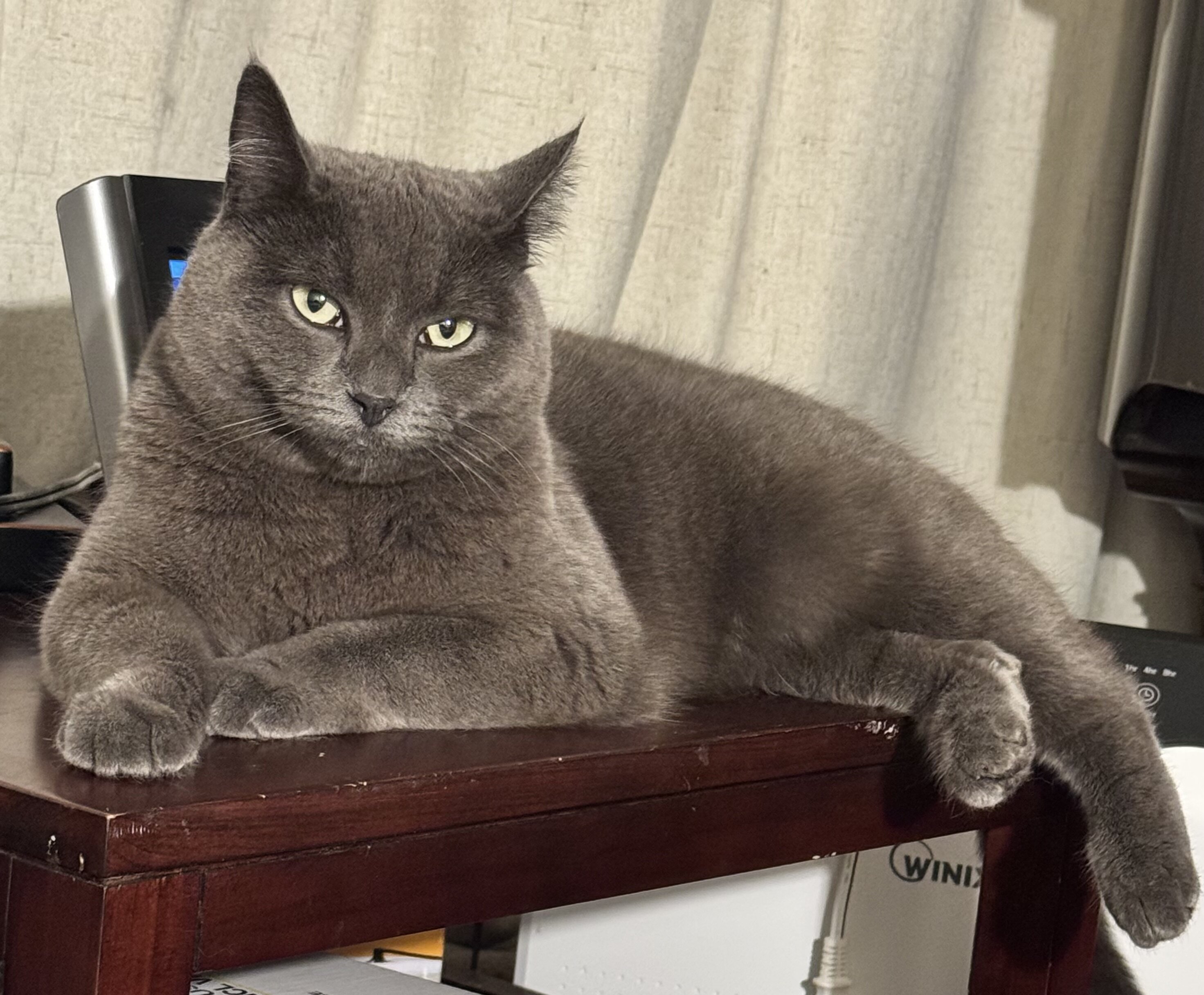 Russian blue cat image 1