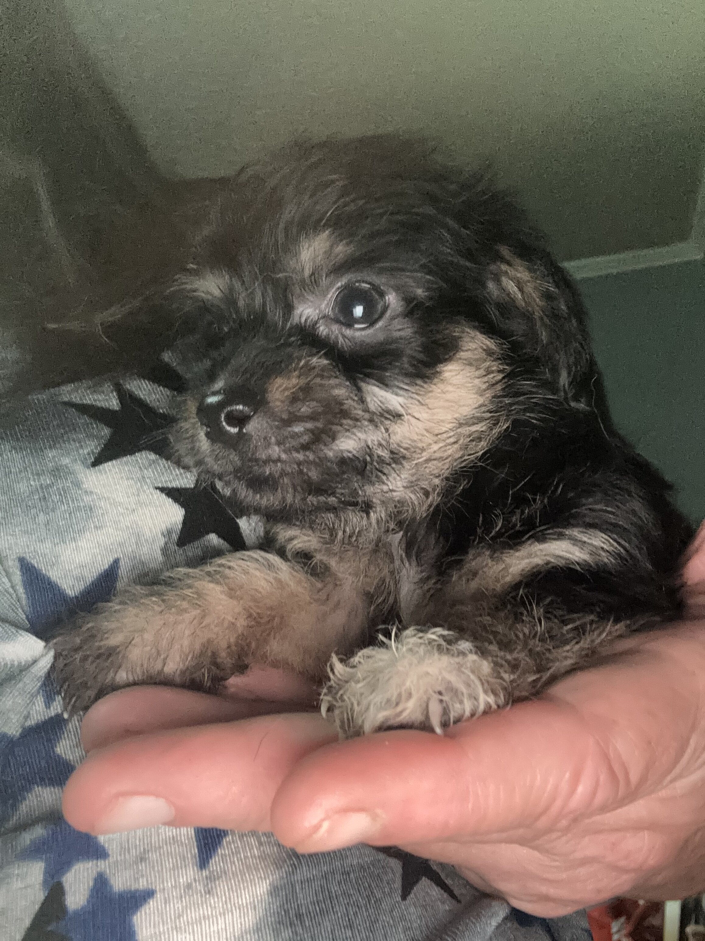 ❤️Chipoo❤️ image 1
