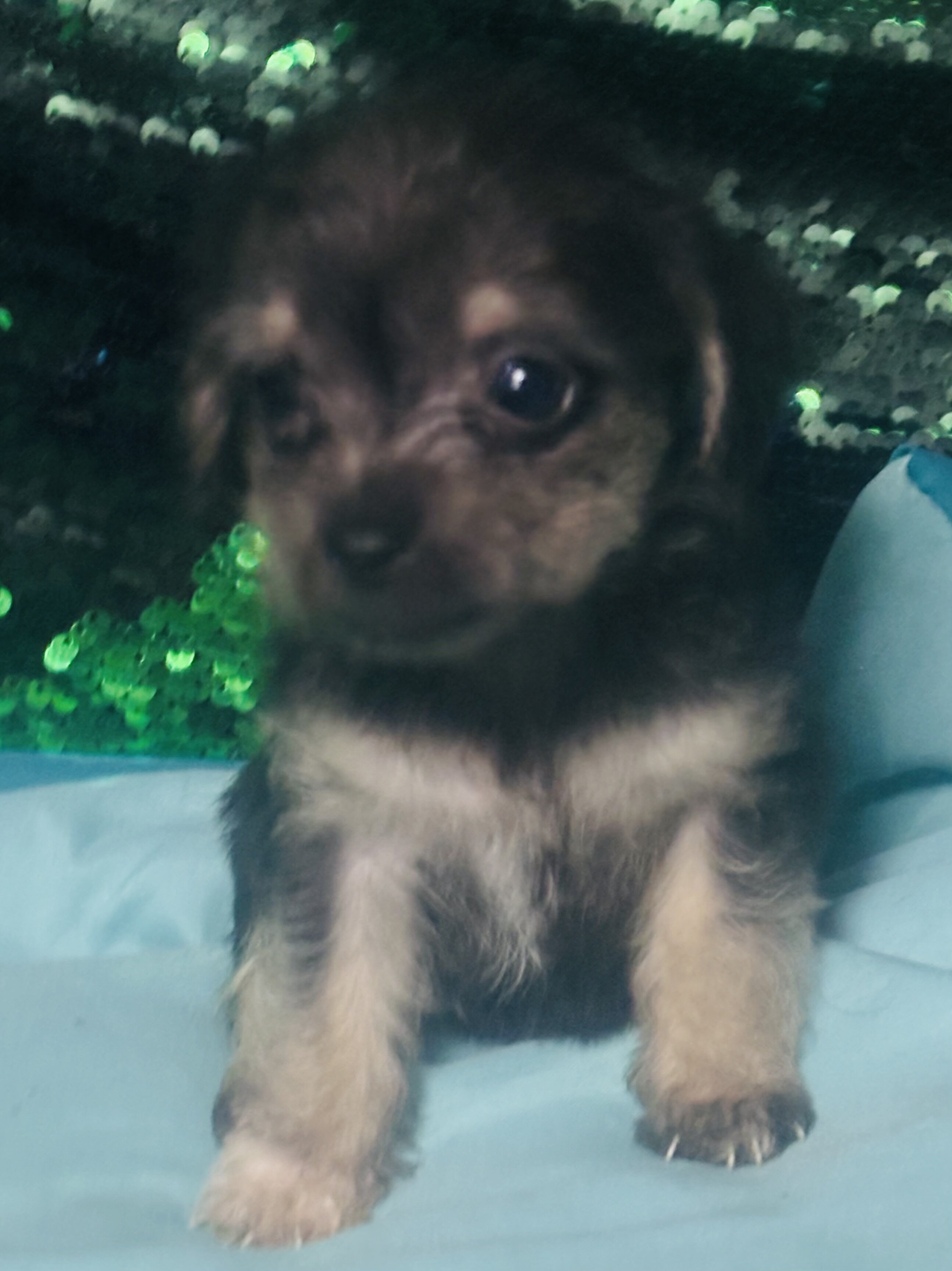❤️Chipoo❤️ image 2