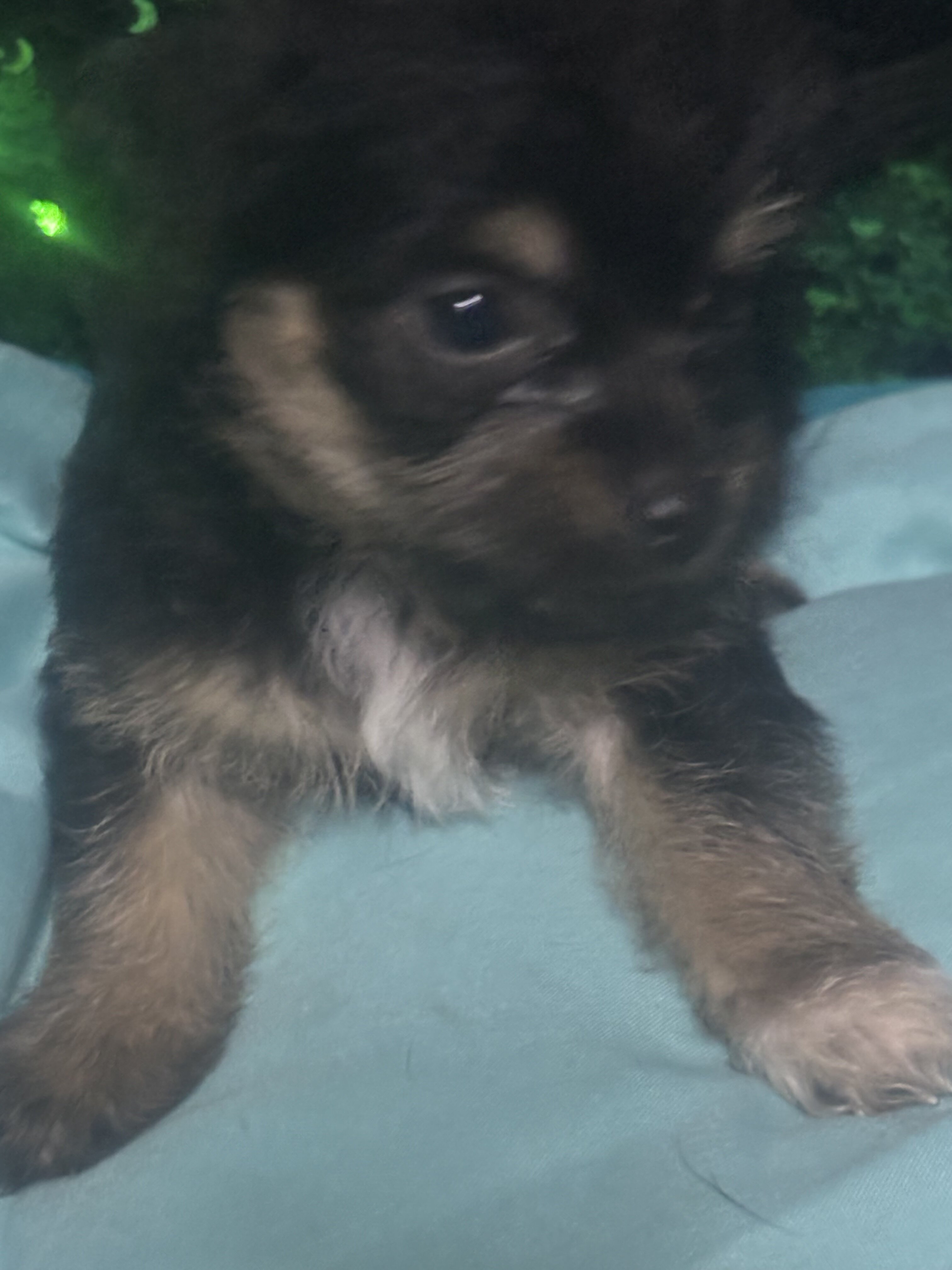 ❤️Chipoo❤️ image 3