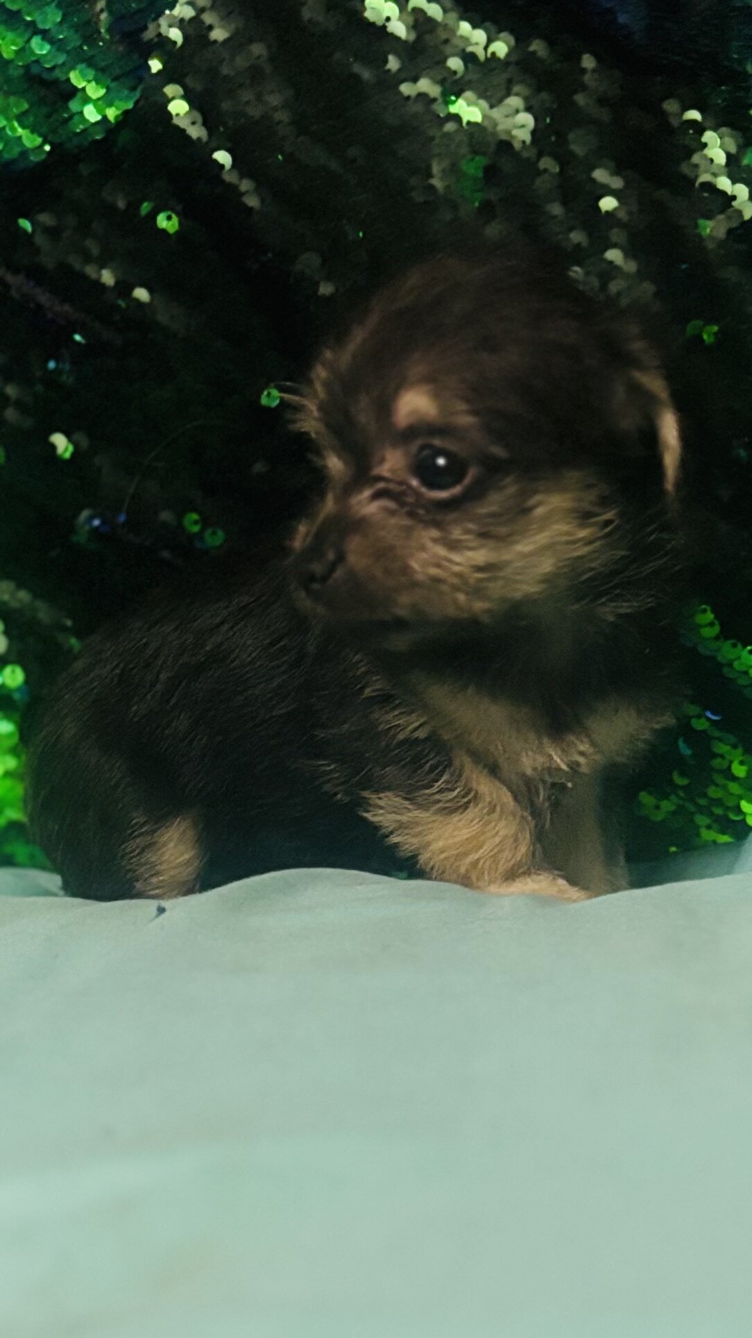 ❤️Chipoo❤️ image 4
