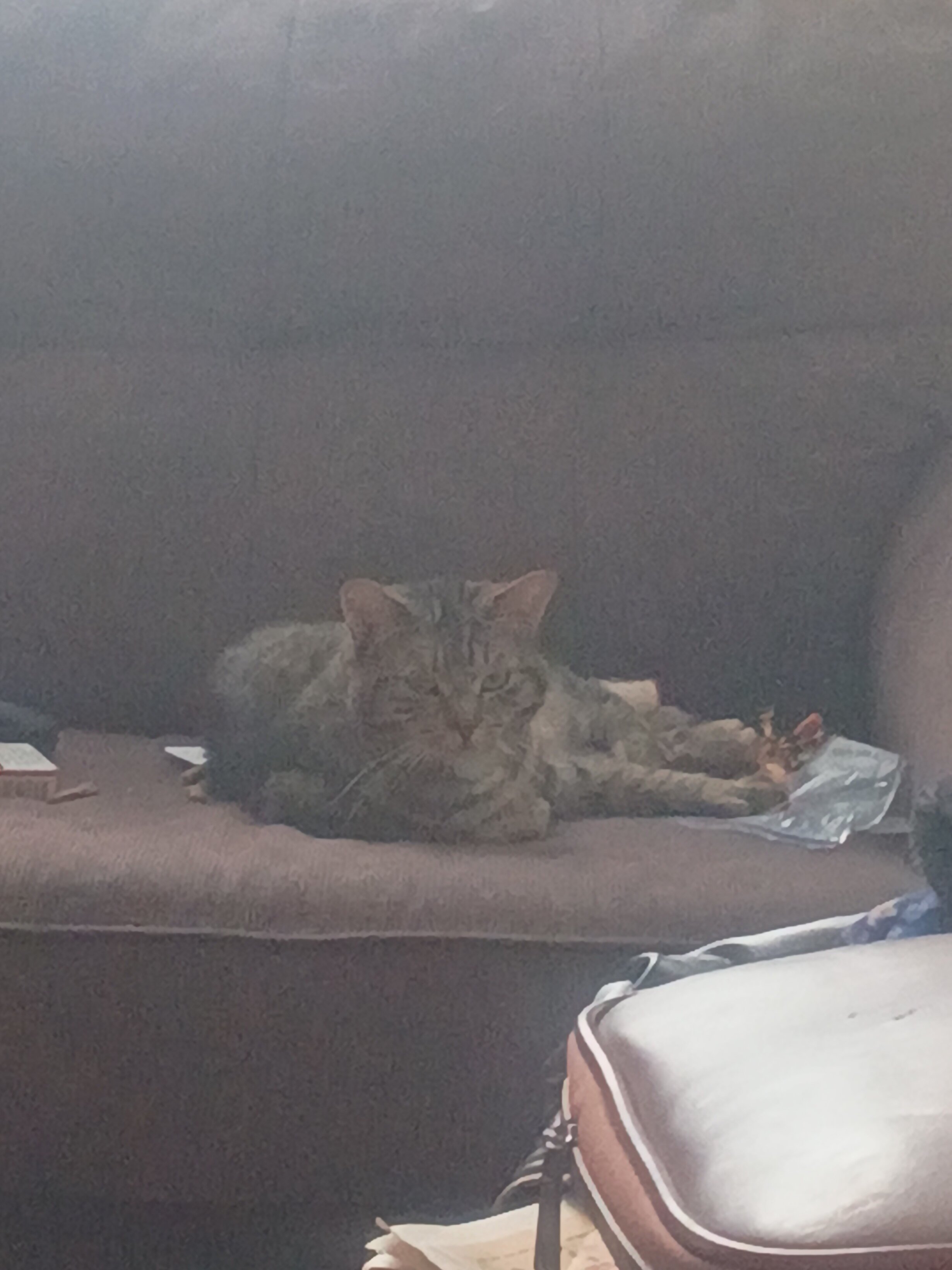 3 male cats image 1