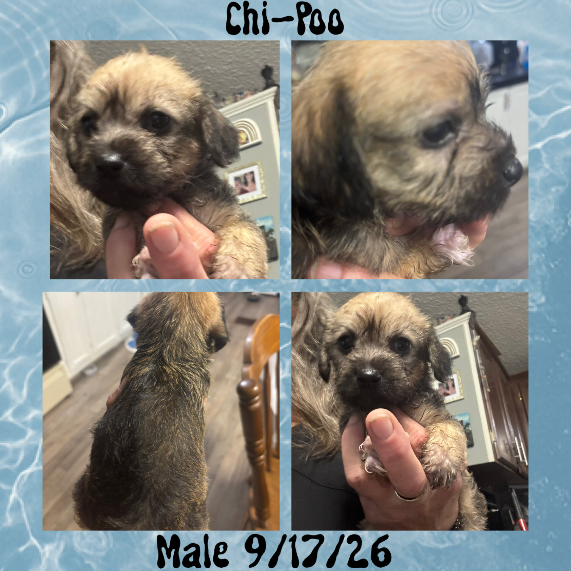 Chipoo image 1