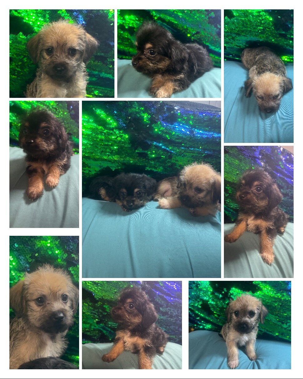 Allergies??!! I have a puppy for you.!!! image 1