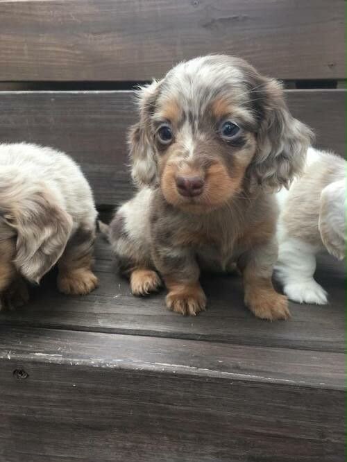 Nelly is an adorable little male Dachshund puppy w image 1