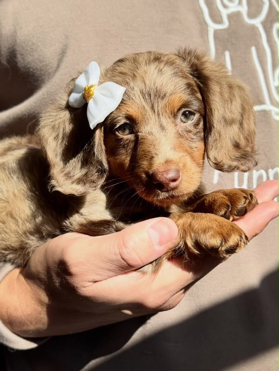 Dora Female dachshund puppy image 1