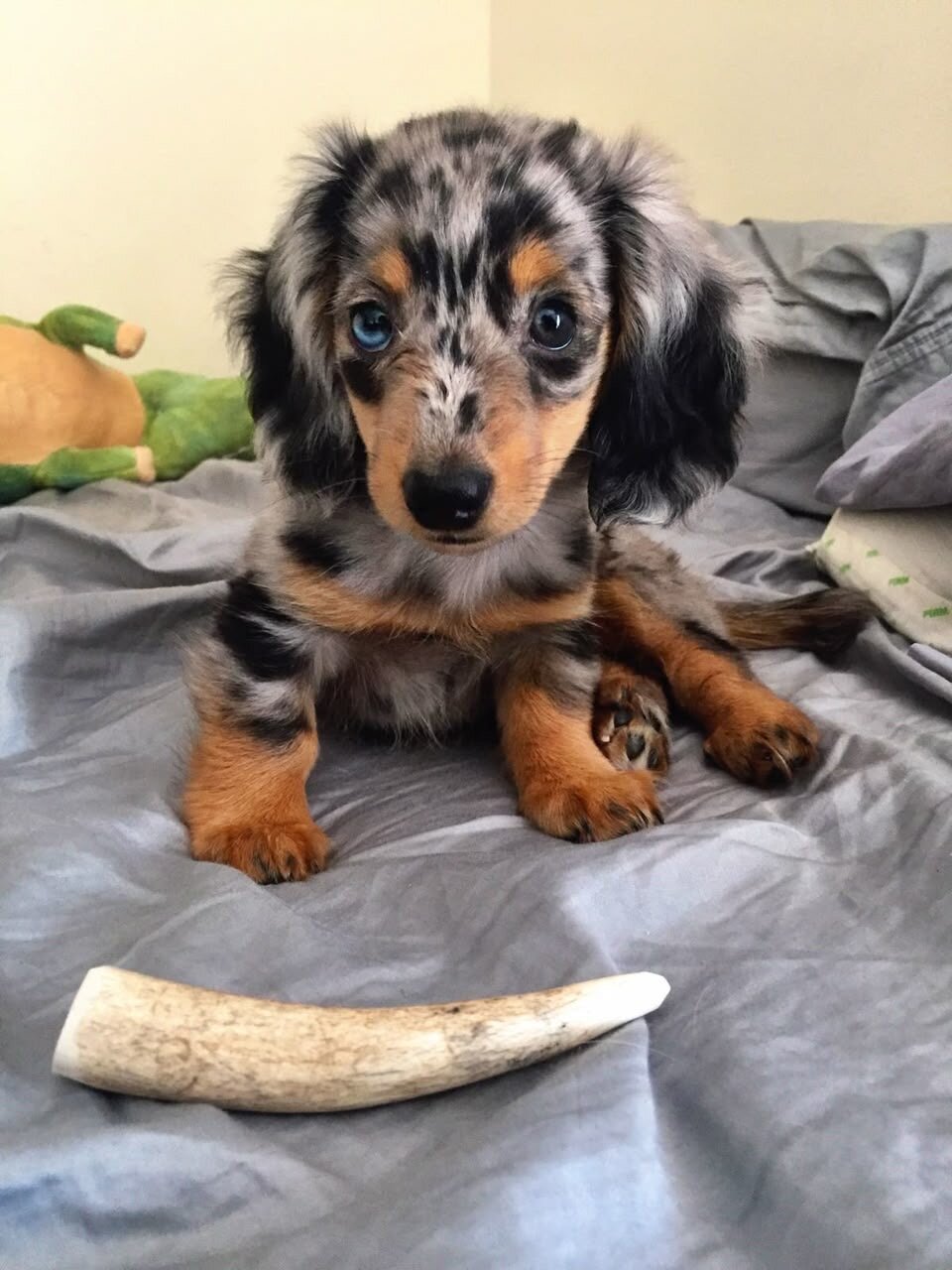 Jack-Male Dachshund puppy image 1