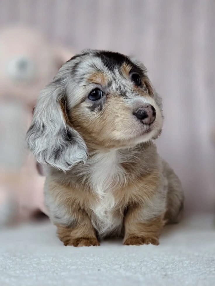Tracey-Female Dachshund puppy image 1
