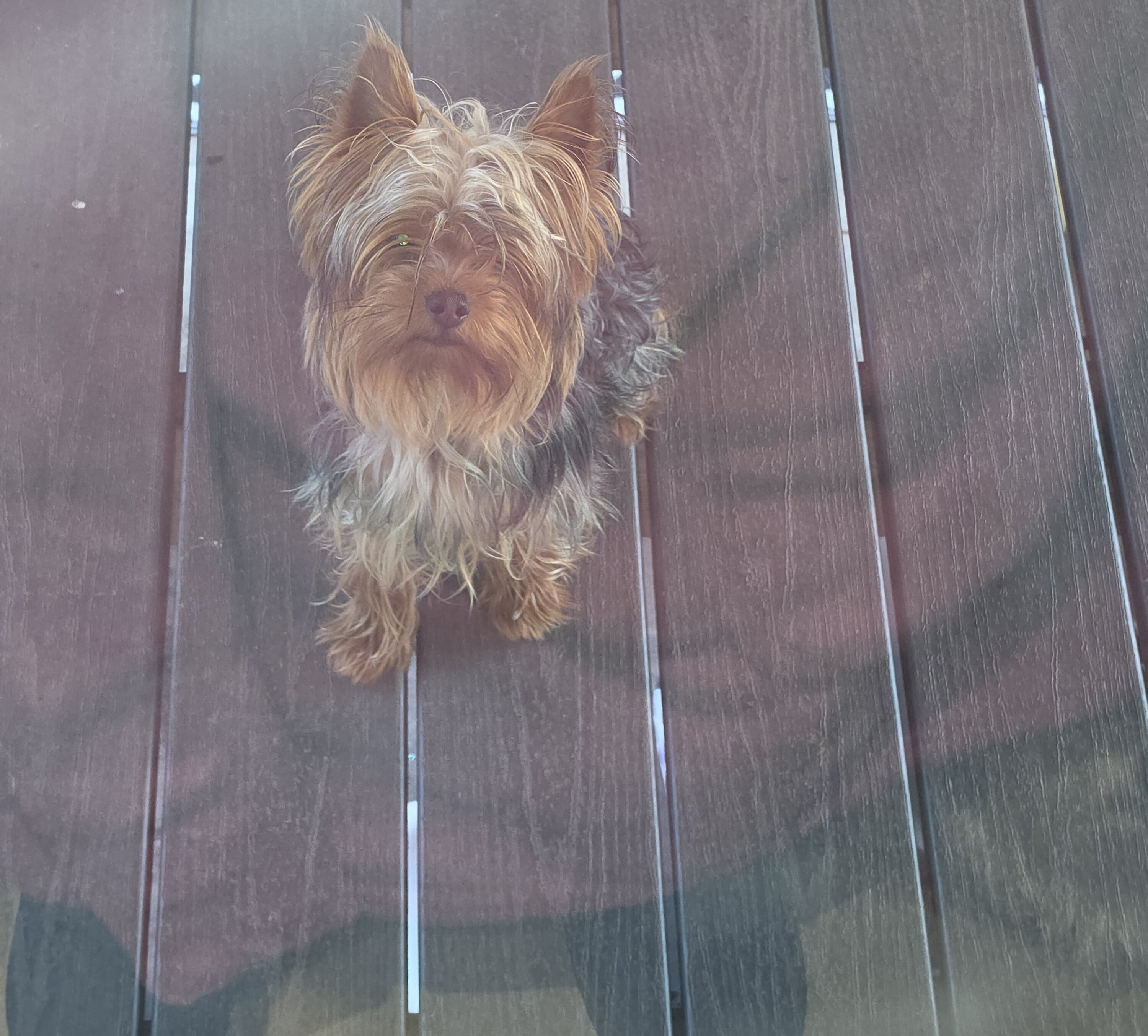 Yorkie image 1