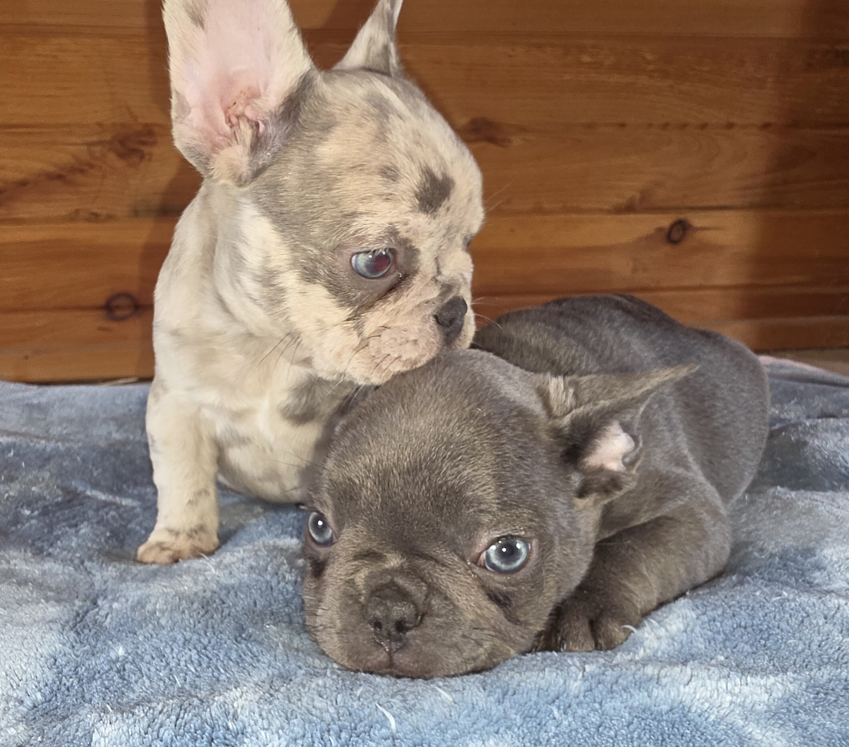 AKC BLUE FRENCH BULLDOG image 7