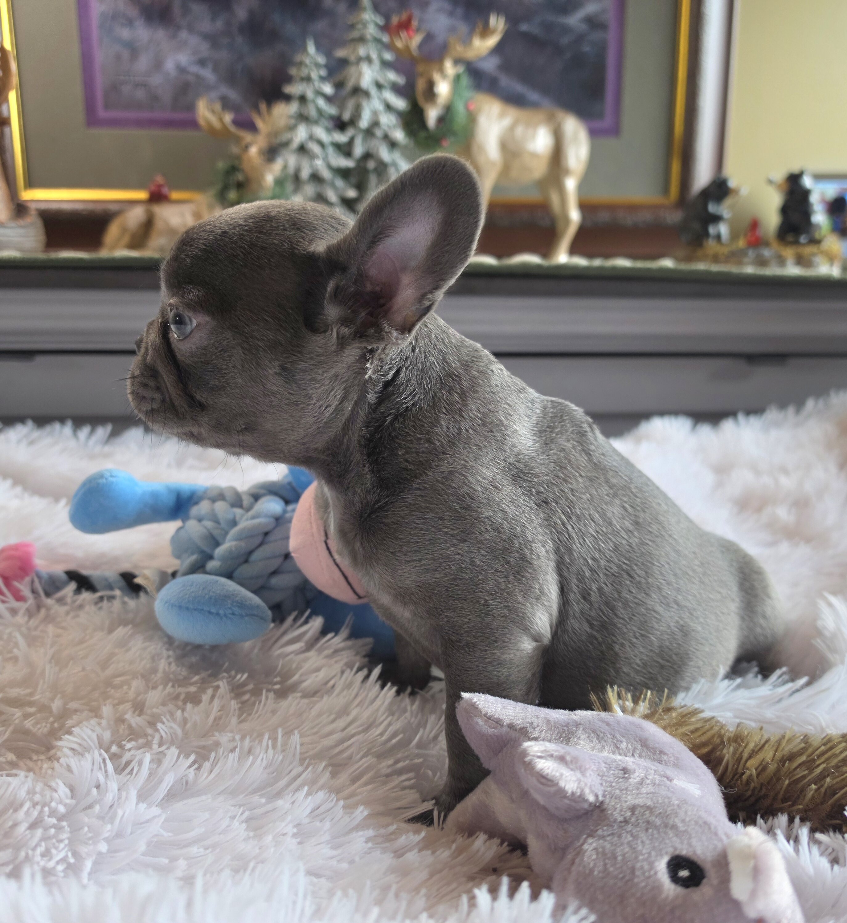 AKC BLUE FRENCH BULLDOG image 6