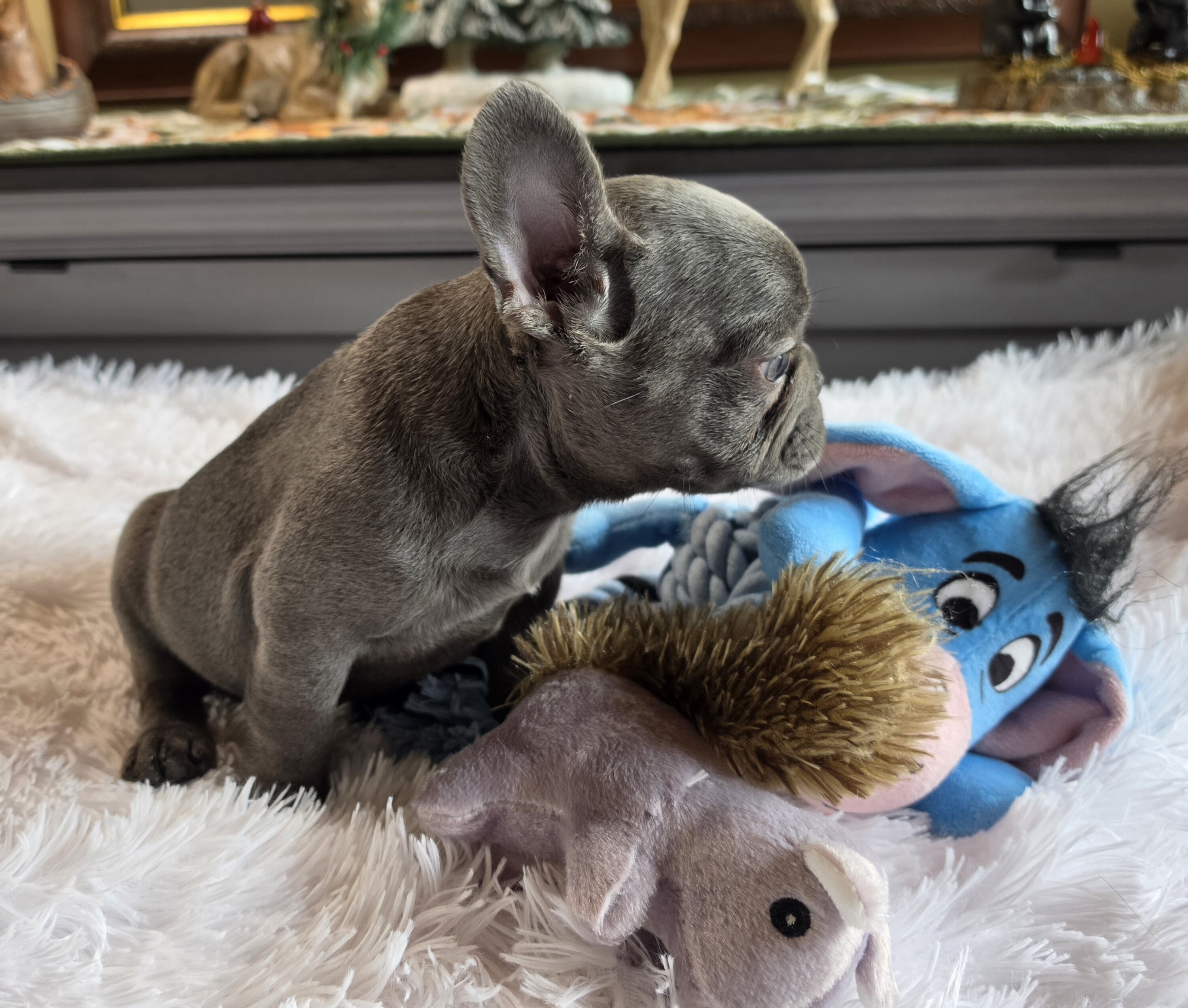 AKC BLUE FRENCH BULLDOG image 1