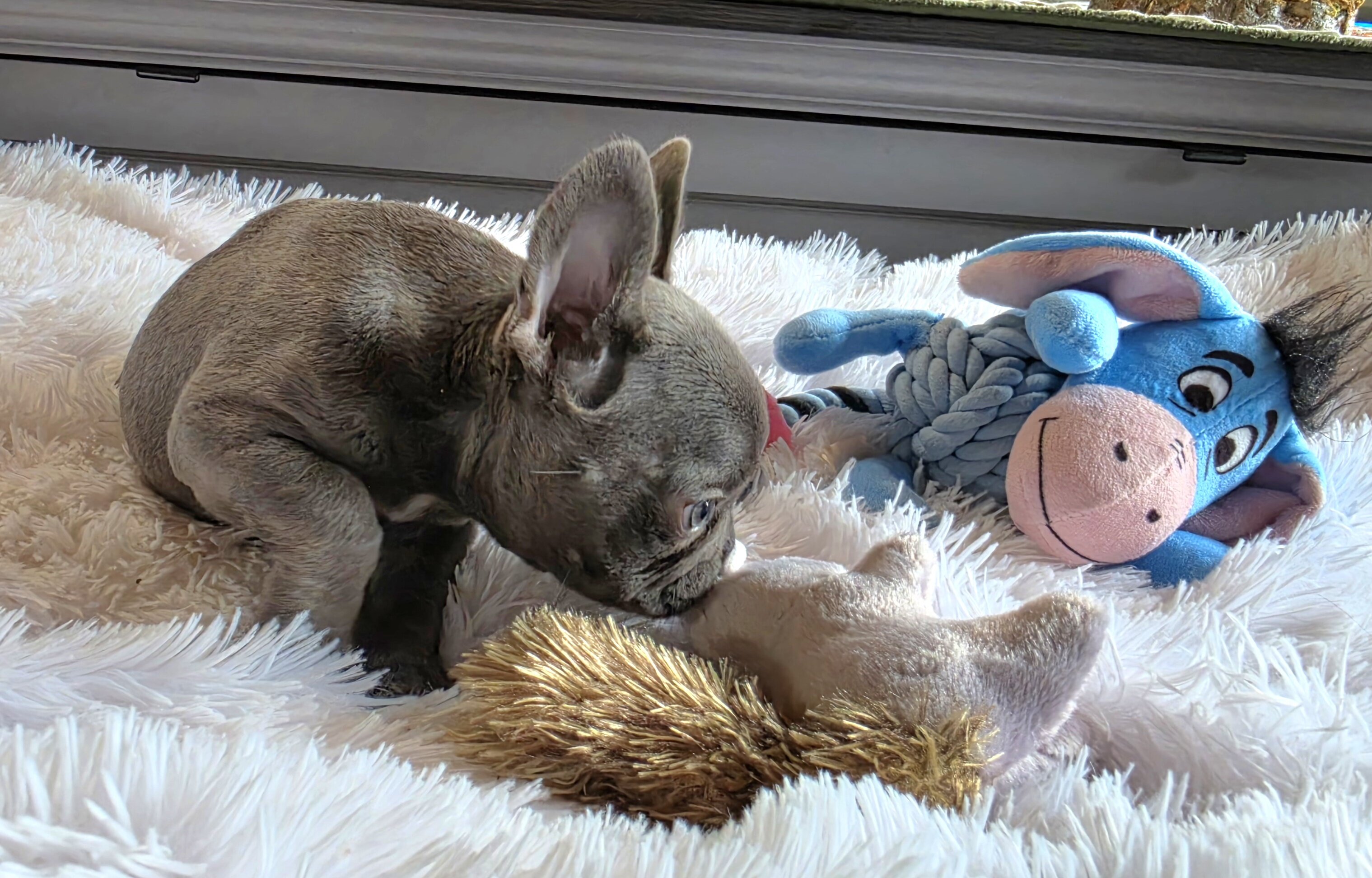 AKC BLUE FRENCH BULLDOG image 3