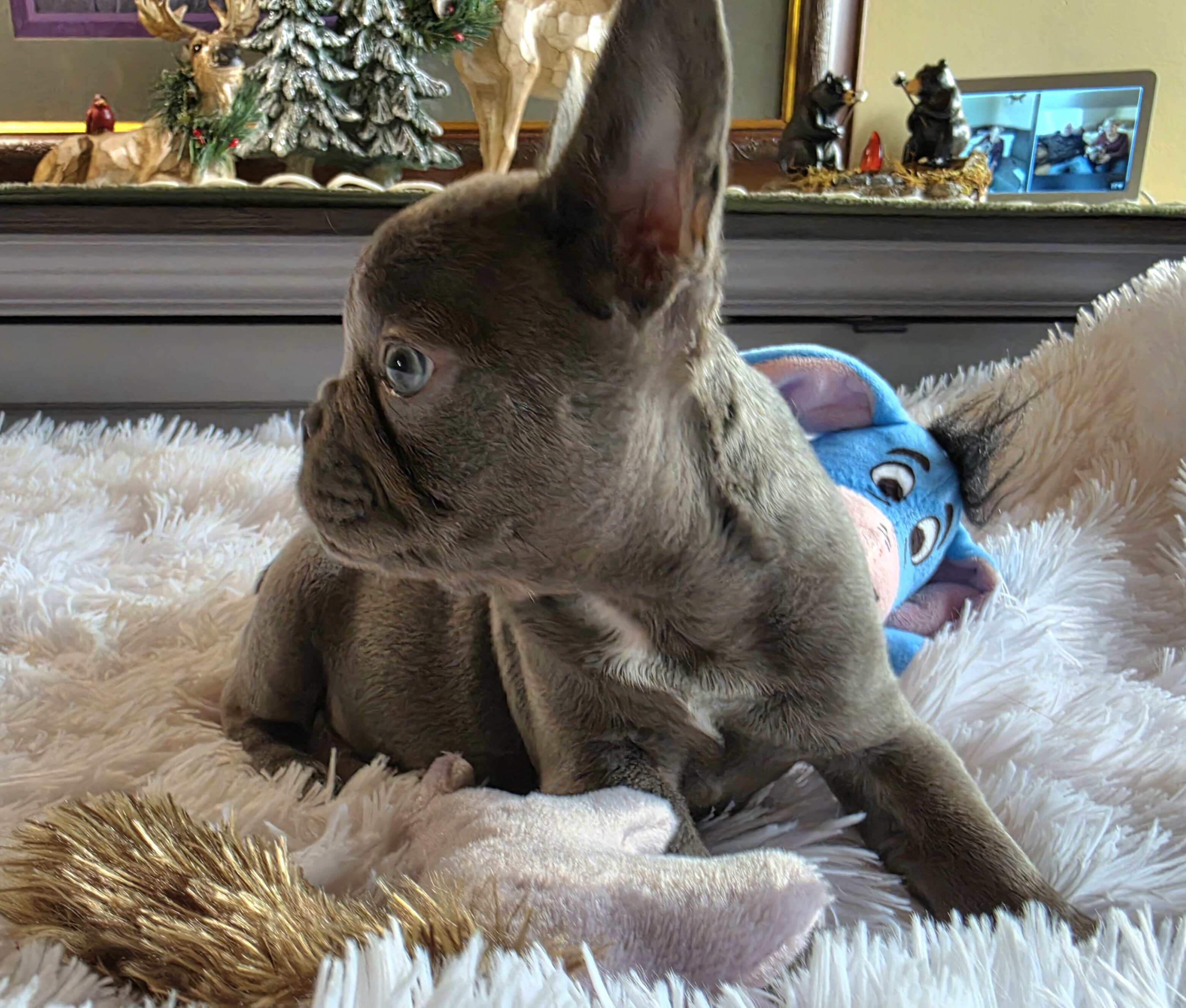 AKC BLUE FRENCH BULLDOG image 2