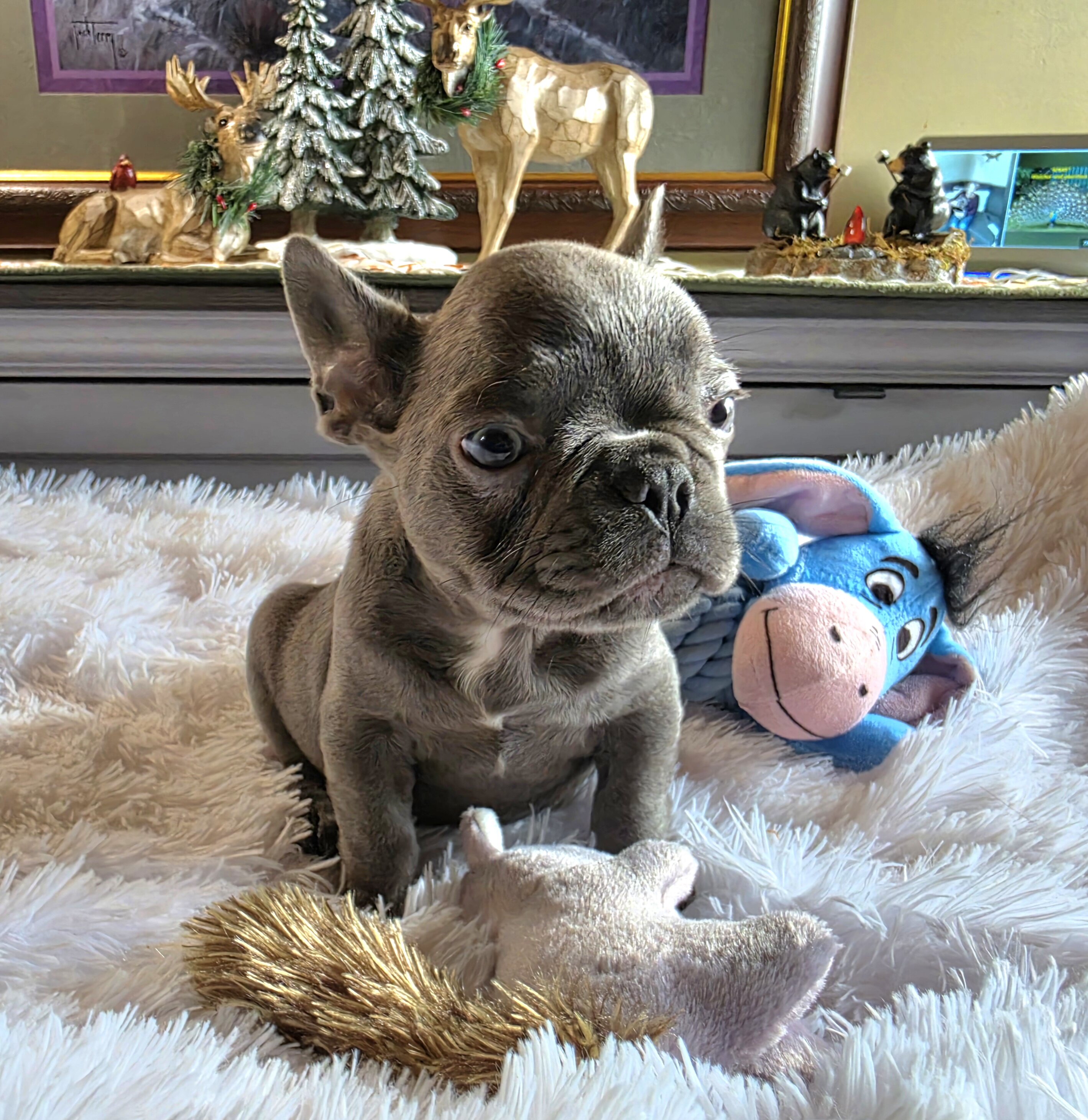 AKC BLUE FRENCH BULLDOG image 4