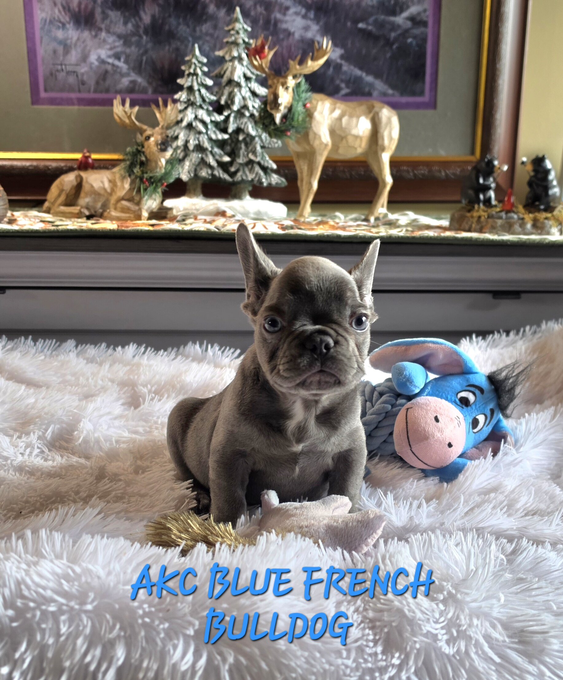 AKC BLUE FRENCH BULLDOG image 5