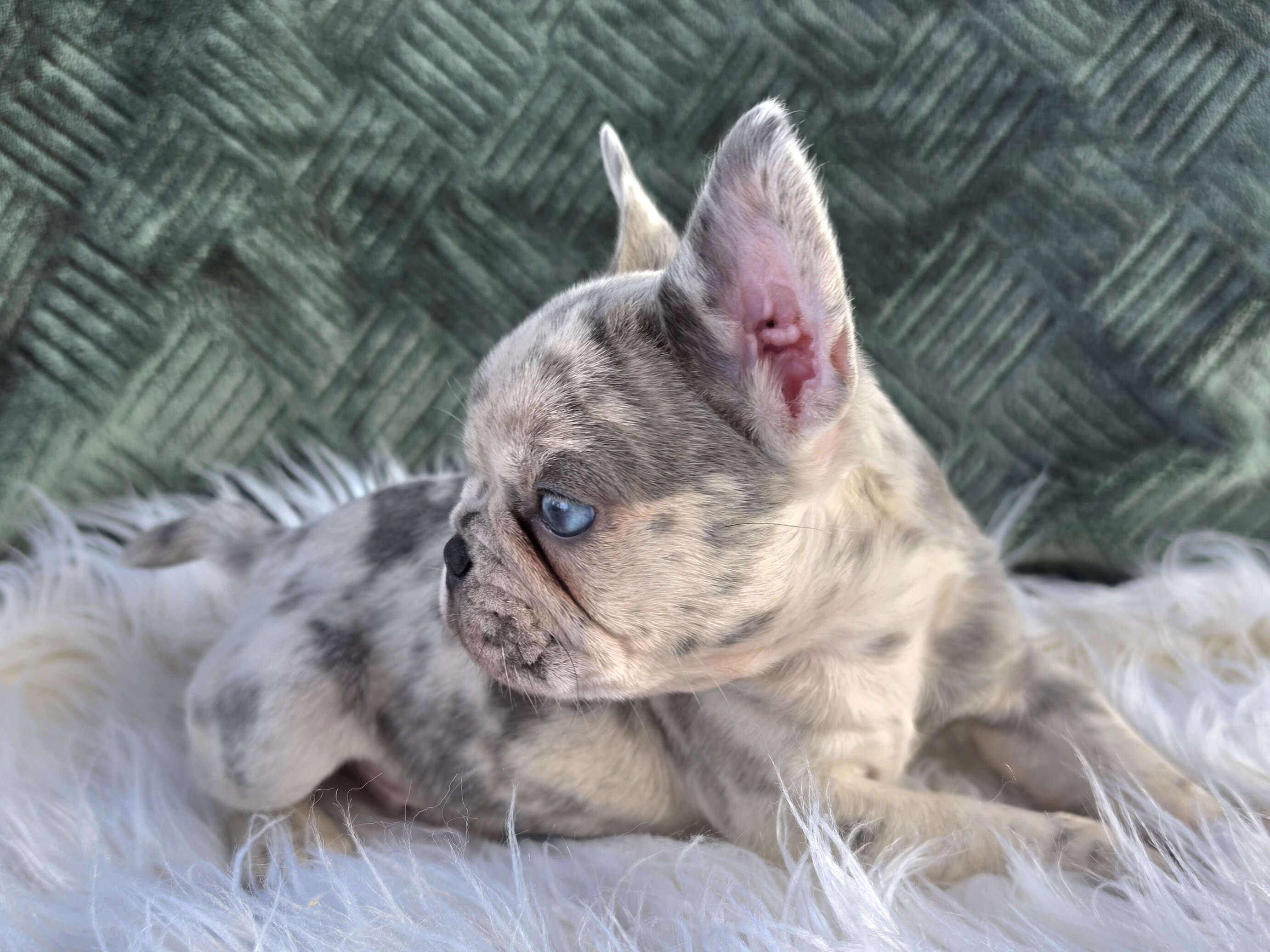 AKC FRENCH BULLDOG image 9
