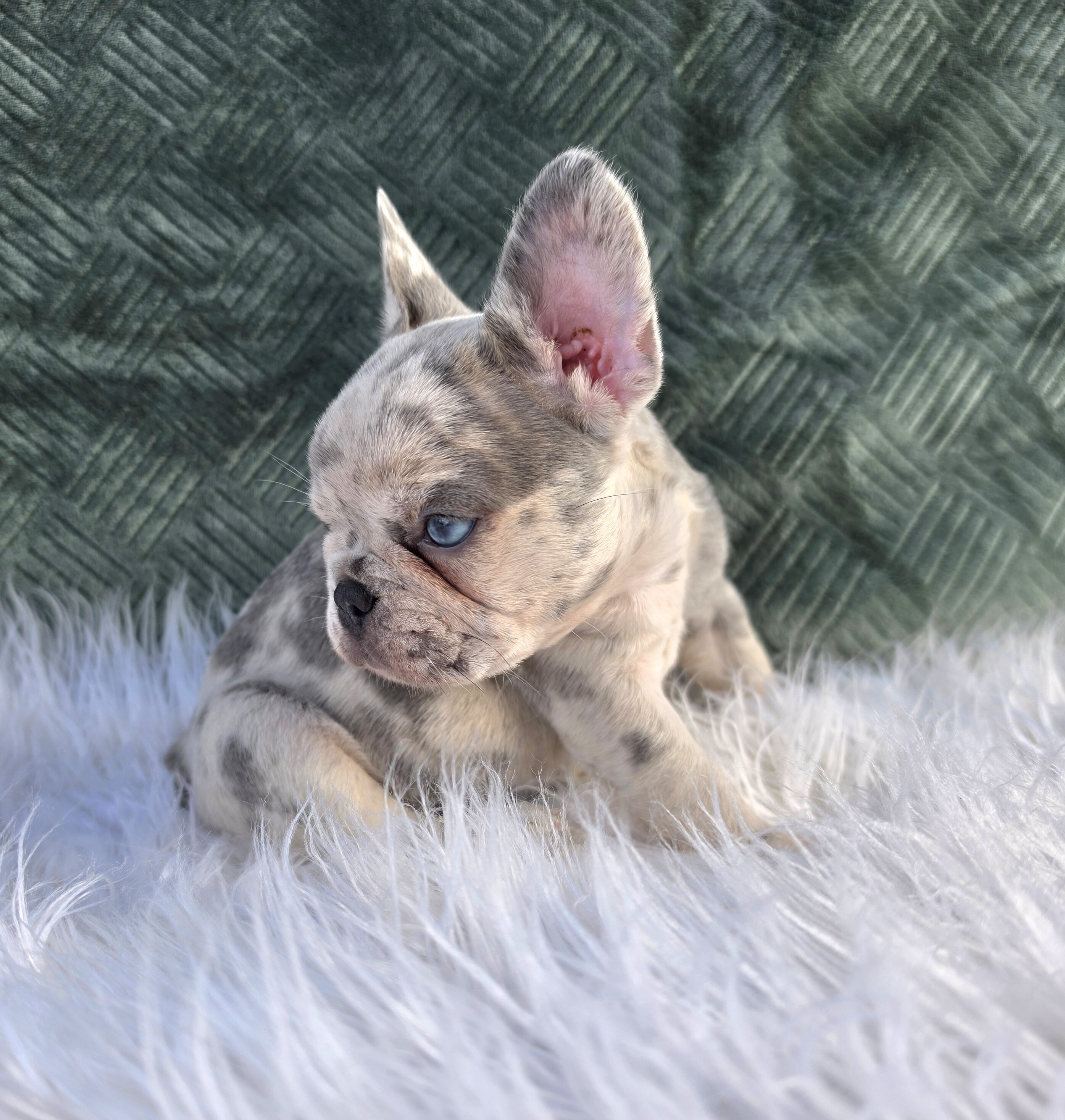 AKC FRENCH BULLDOG image 8