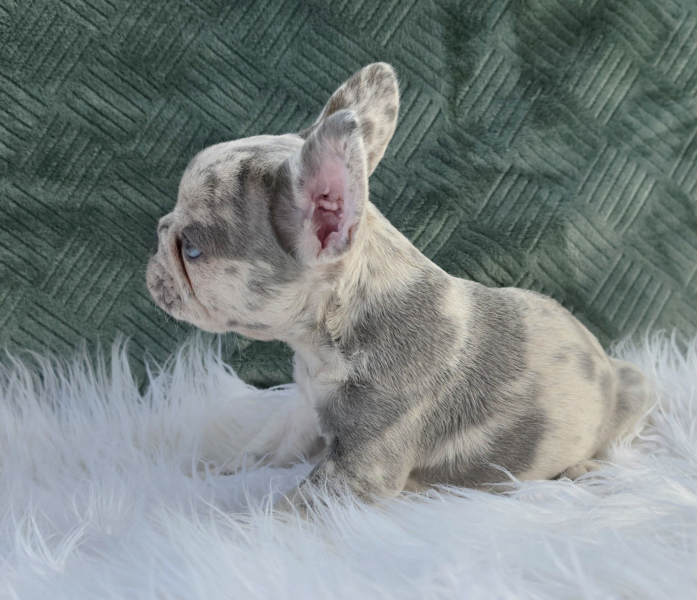 AKC FRENCH BULLDOG image 7