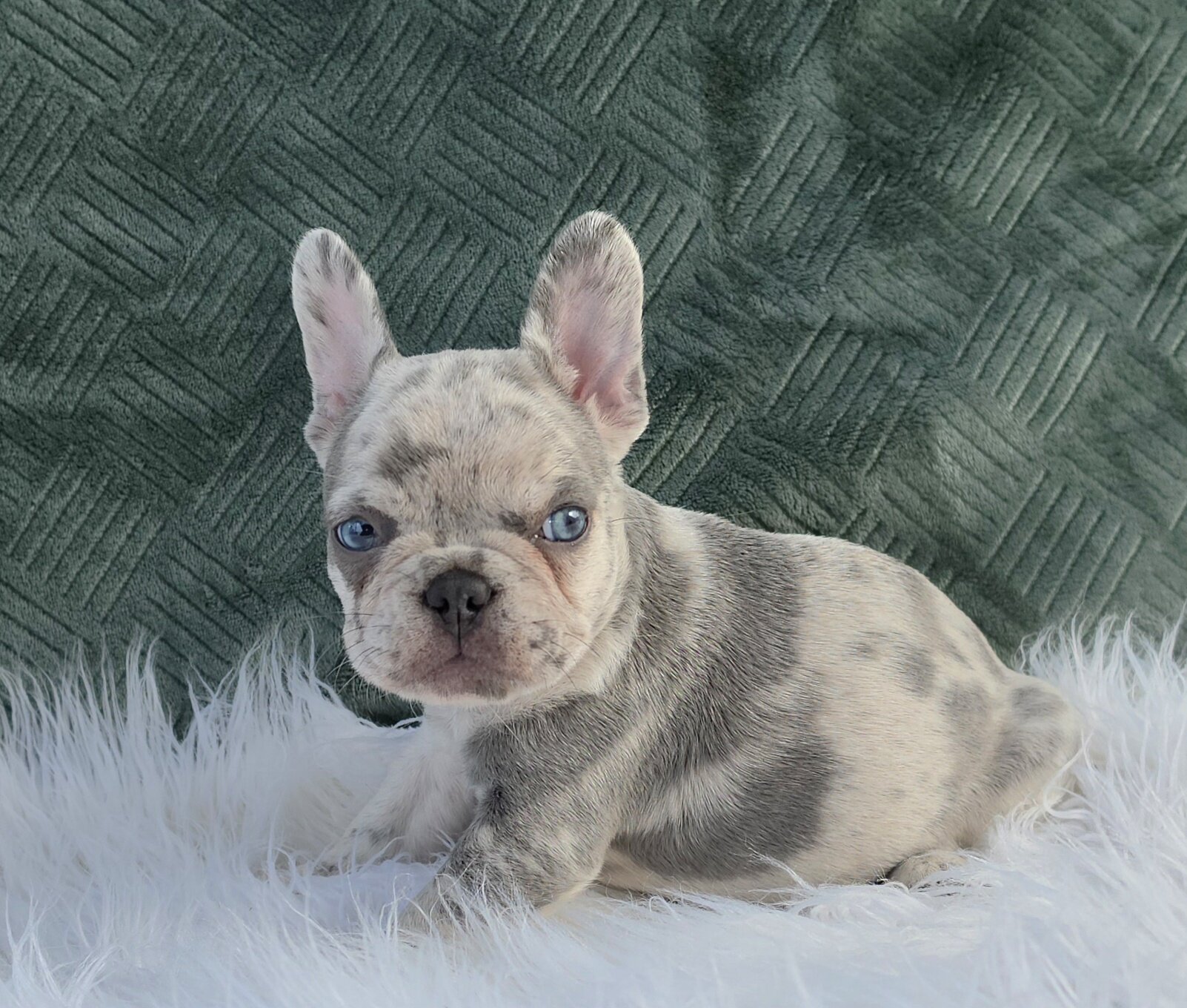AKC FRENCH BULLDOG image 6