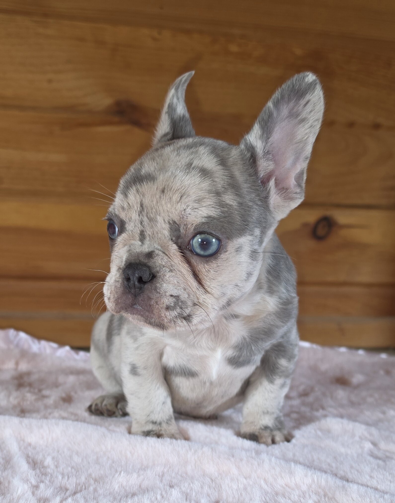 AKC FRENCH BULLDOG image 3