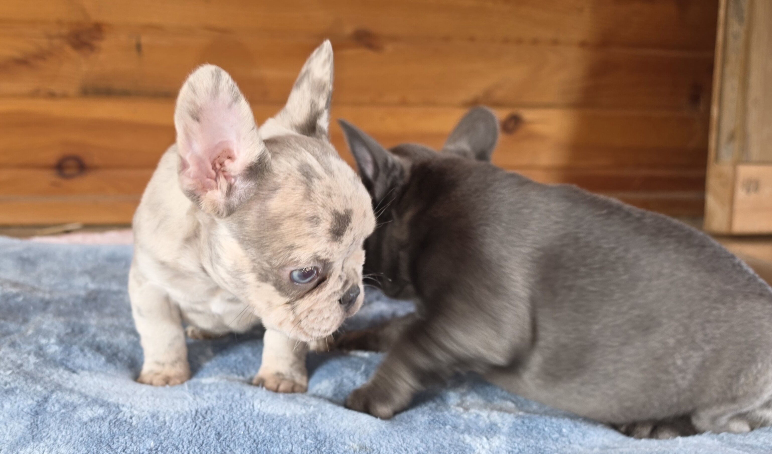 AKC FRENCH BULLDOG image 4