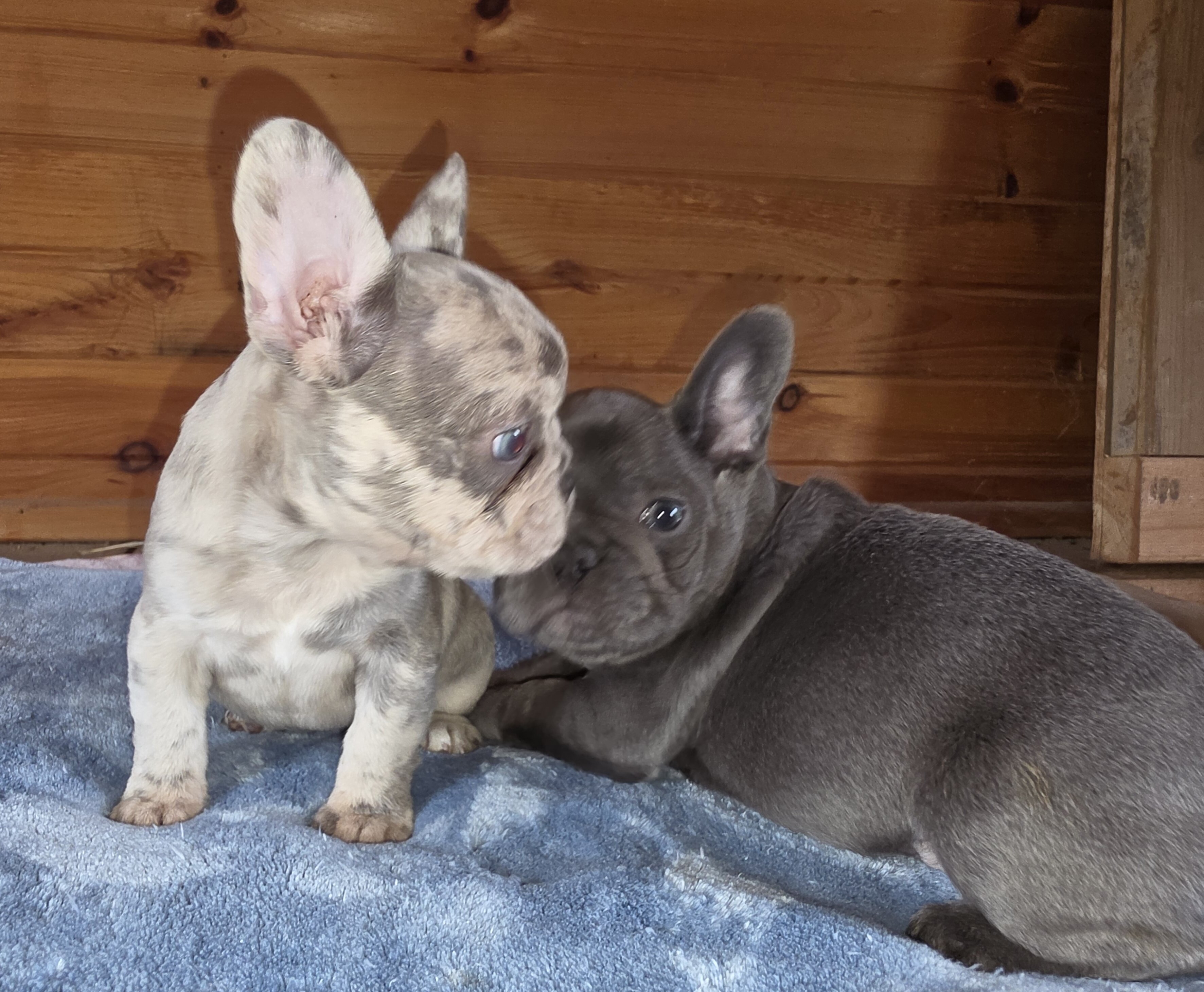 AKC FRENCH BULLDOG image 5
