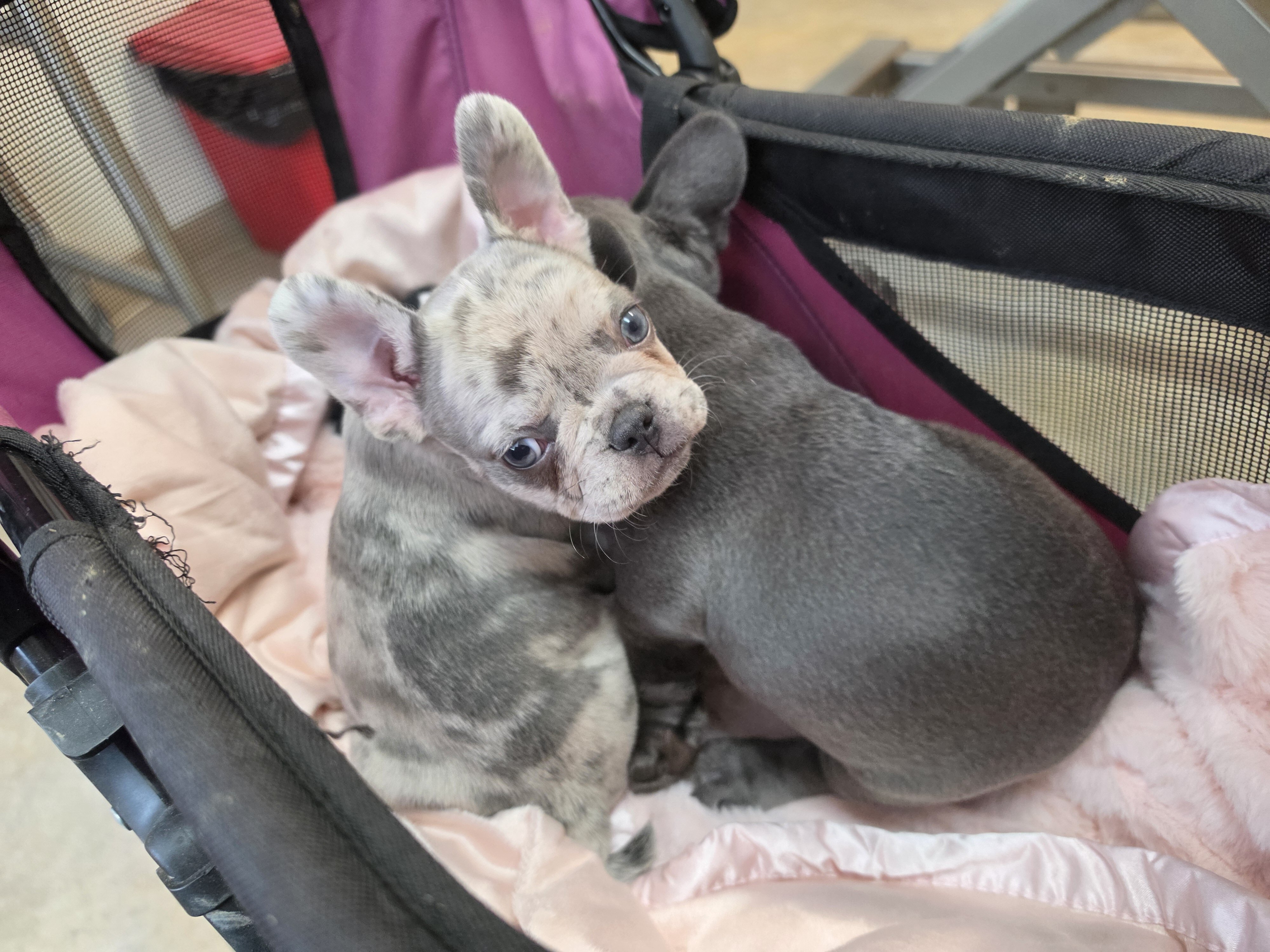 AKC FRENCH BULLDOG image 2