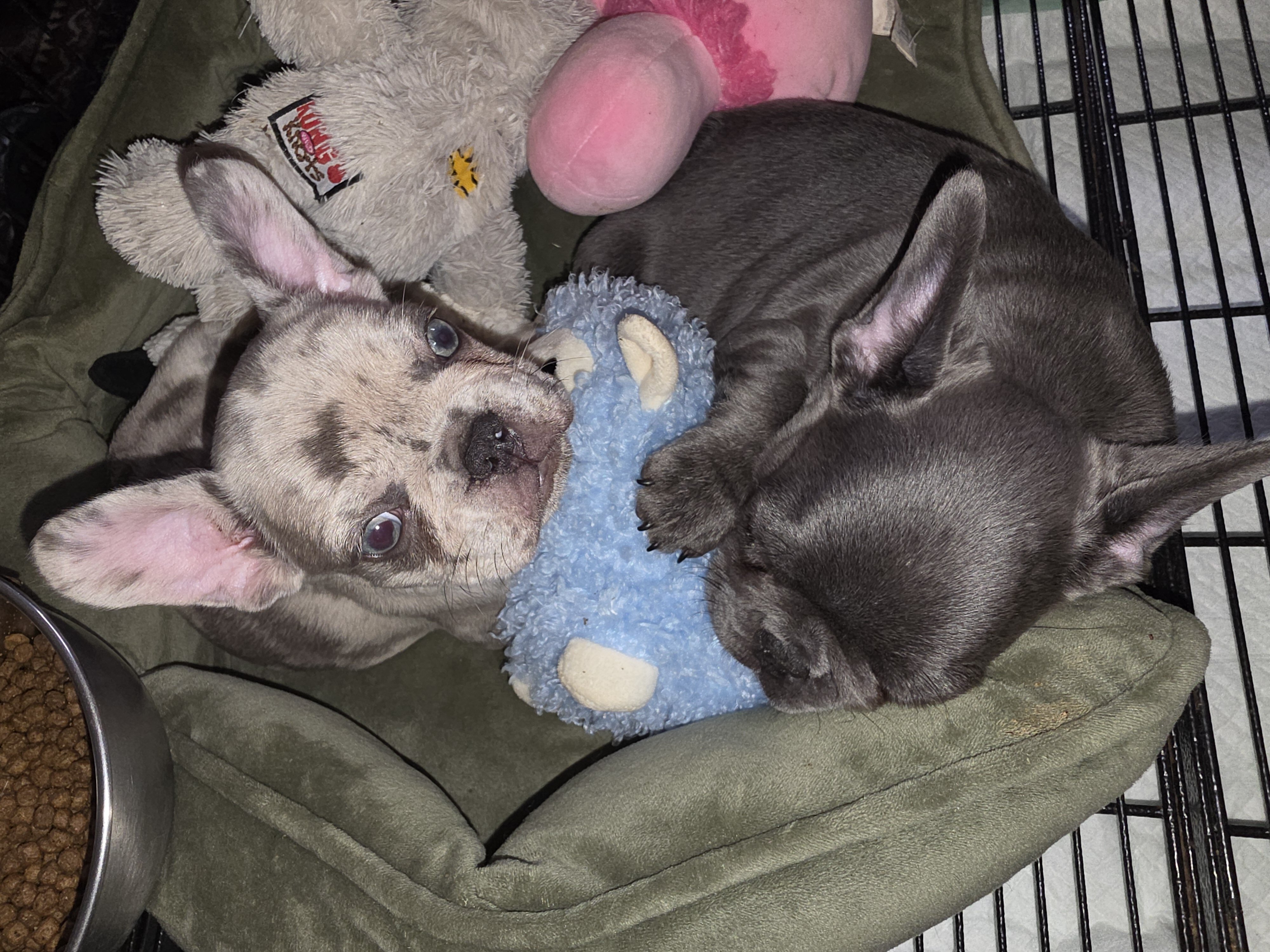 AKC FRENCH BULLDOG image 1