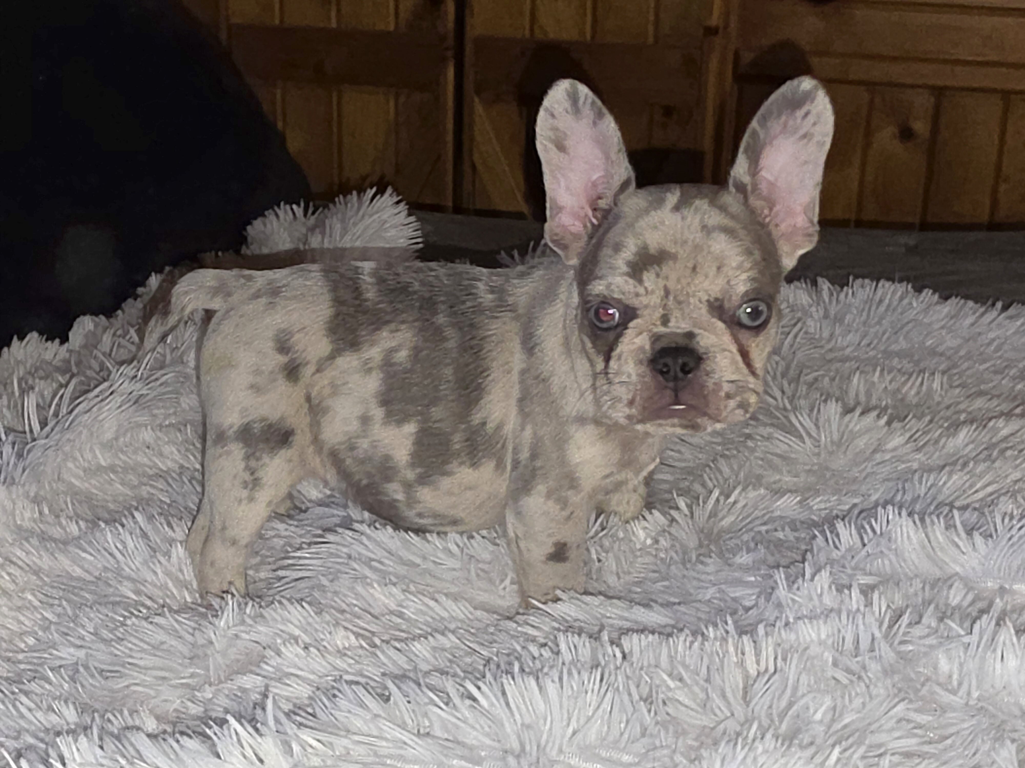 AKC FRENCH BULLDOG image 10
