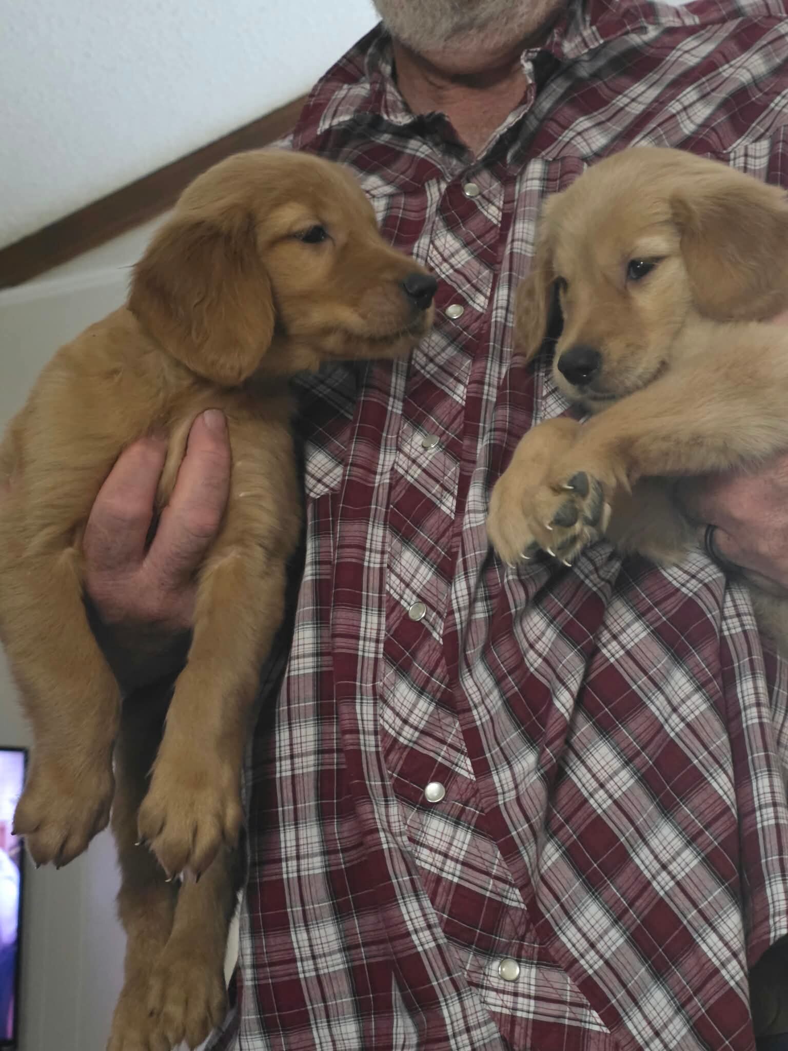 Golden Retriever PuppiesWe have adorable Golden Re image 1