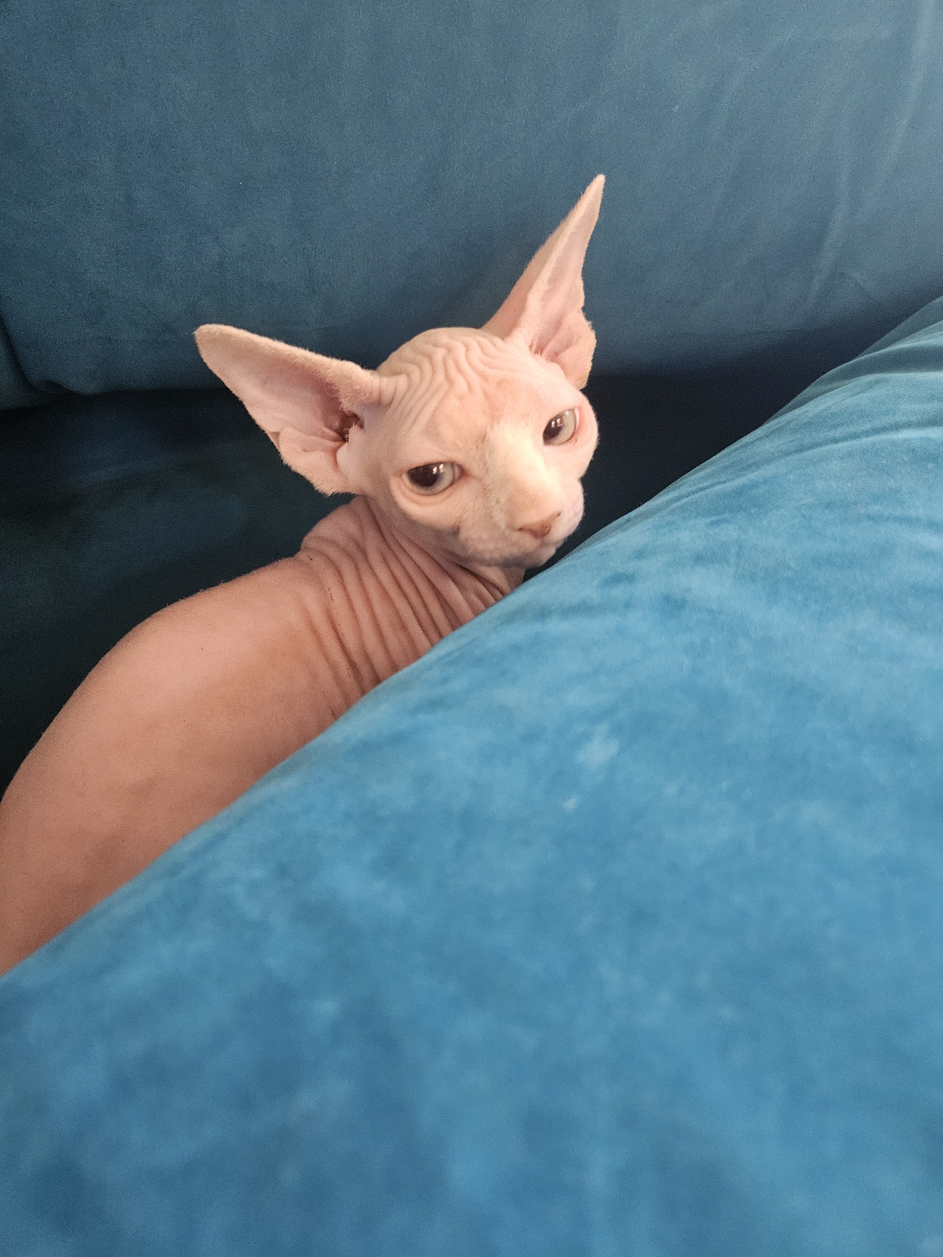 Sphynx Kitten Girl image 2