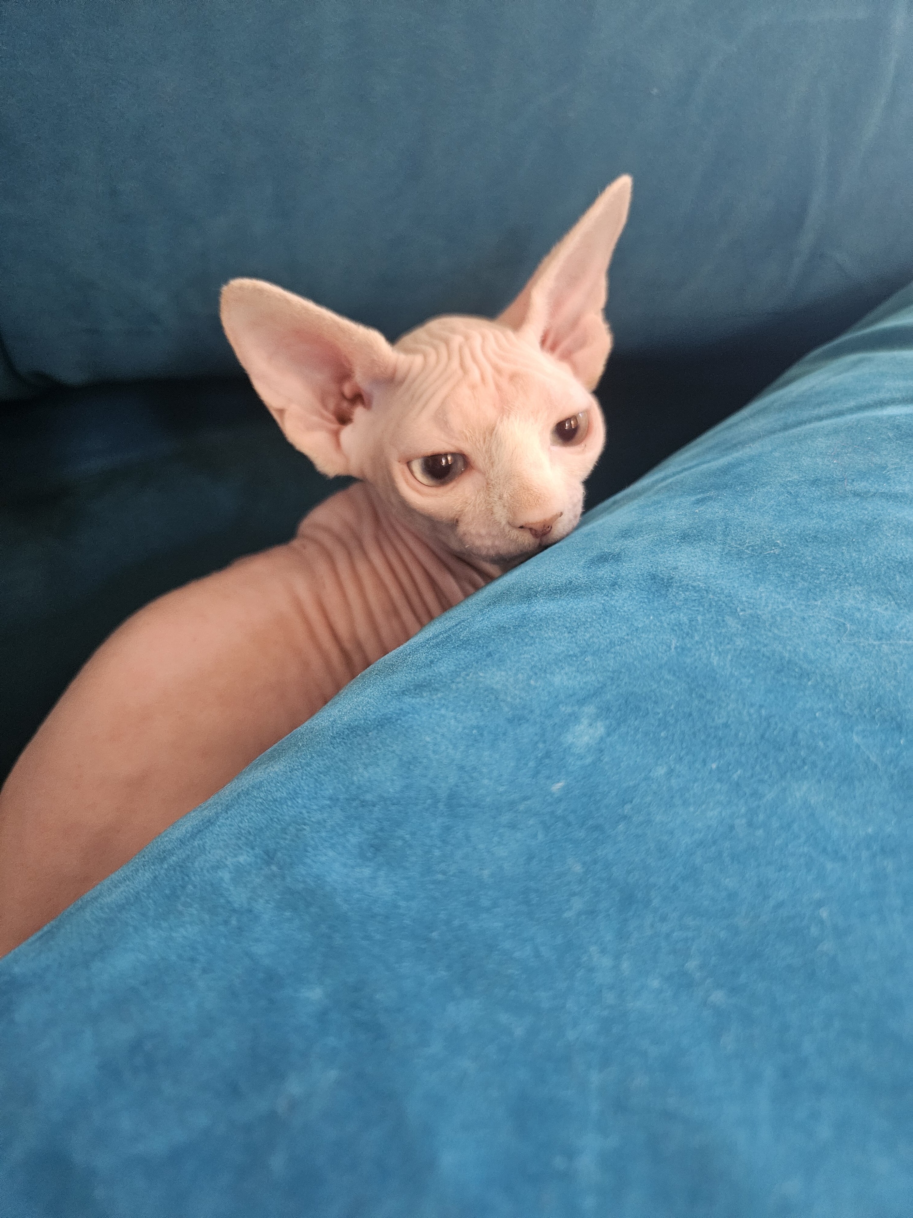 Sphynx Kitten Girl image 1